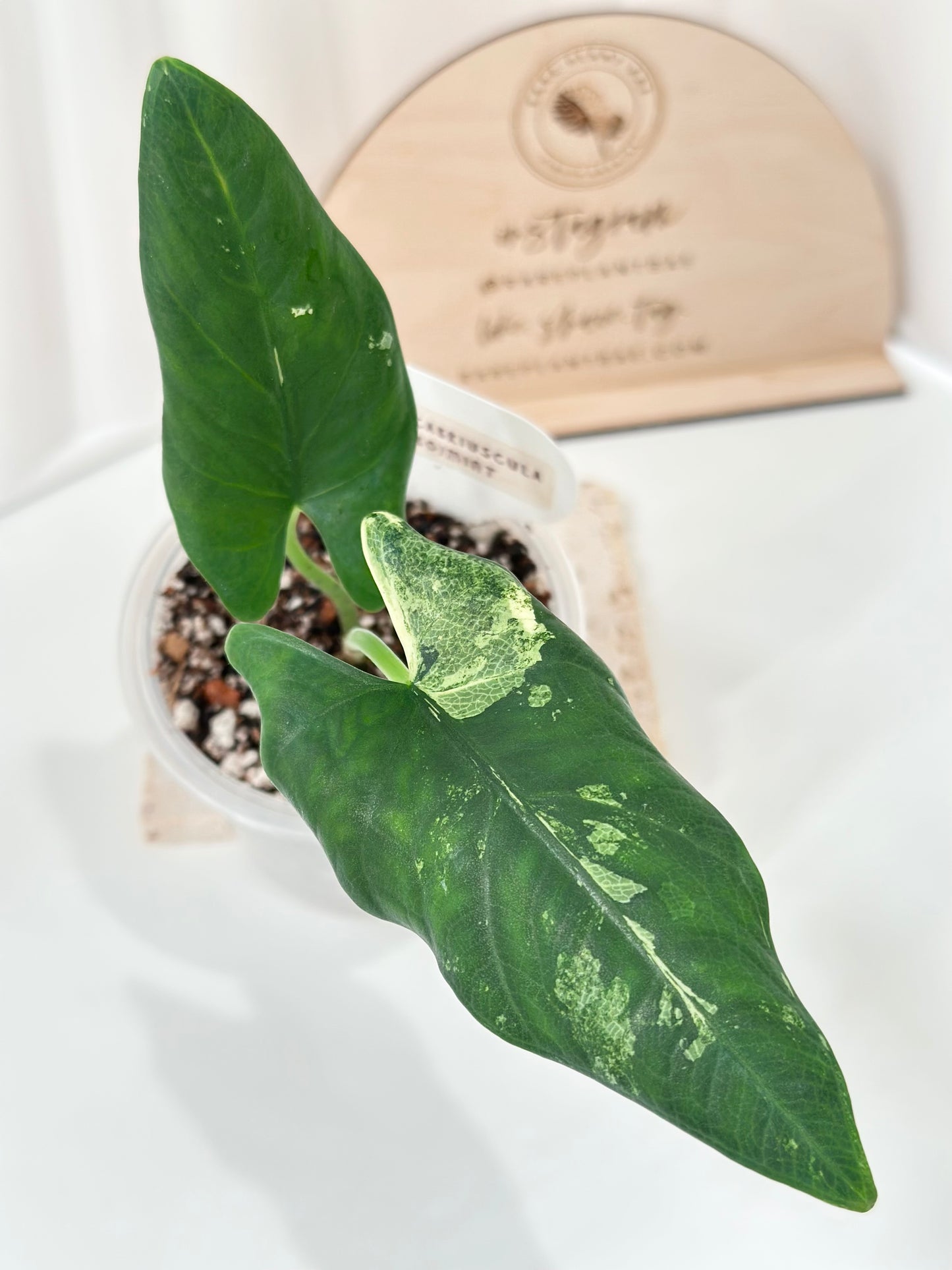 Alocasia Scabriuscula Variegated - albo/mint