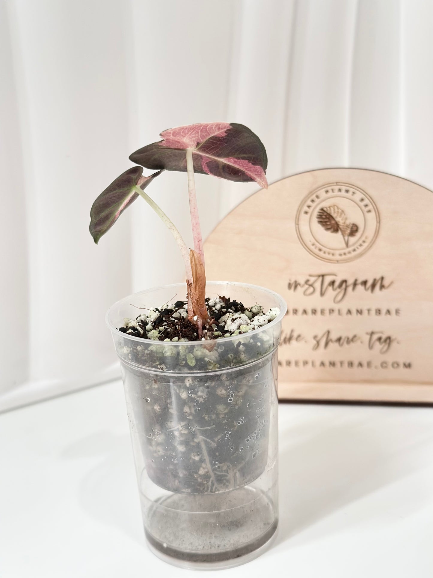 Alocasia Heart Balloon Variegated - pink