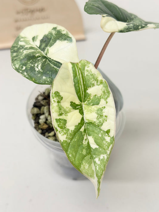Alocasia Bisma "Platinum" variegated - albo (A4)