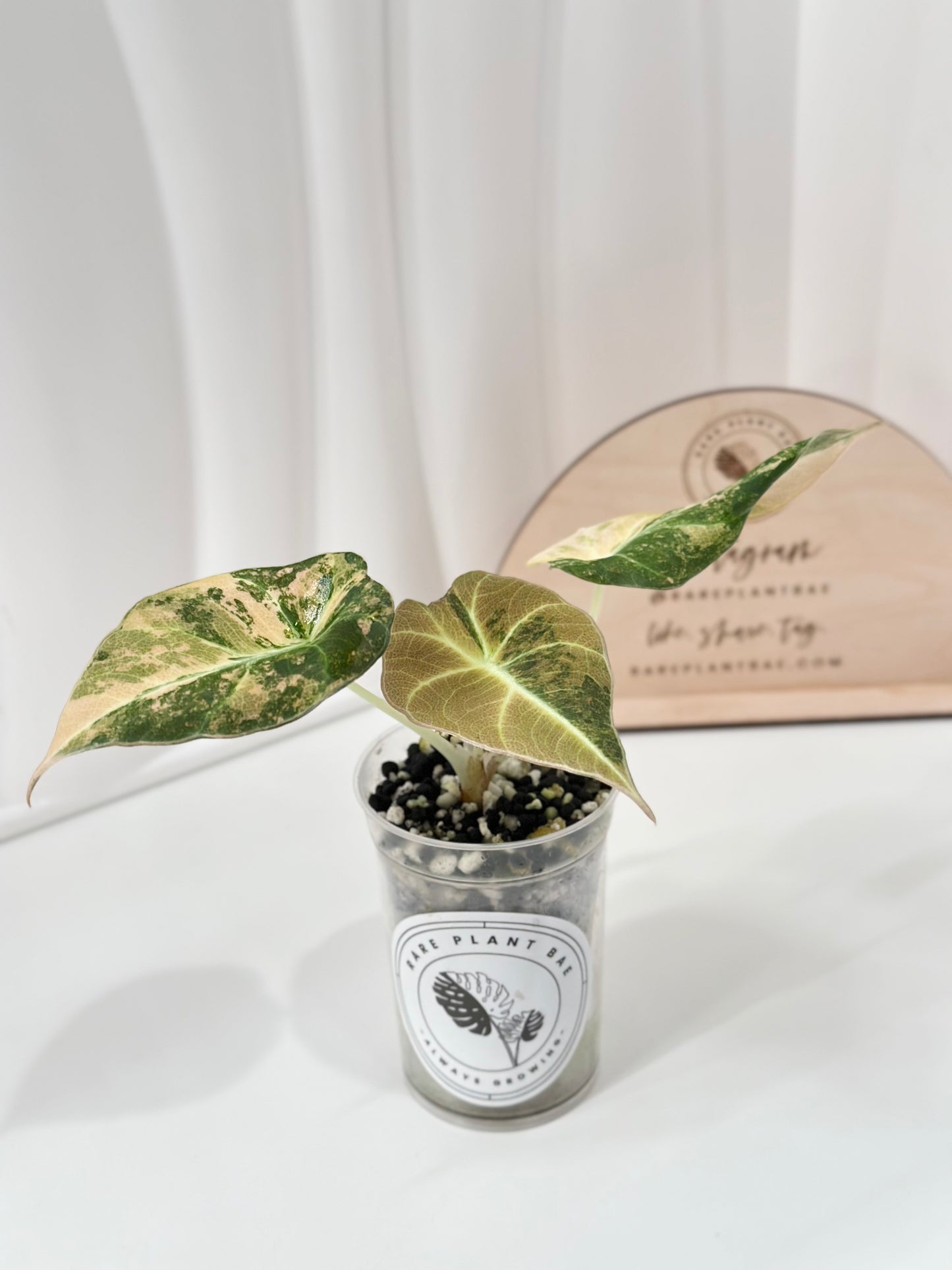 Alocasia Black Velvet Variegated - aurea