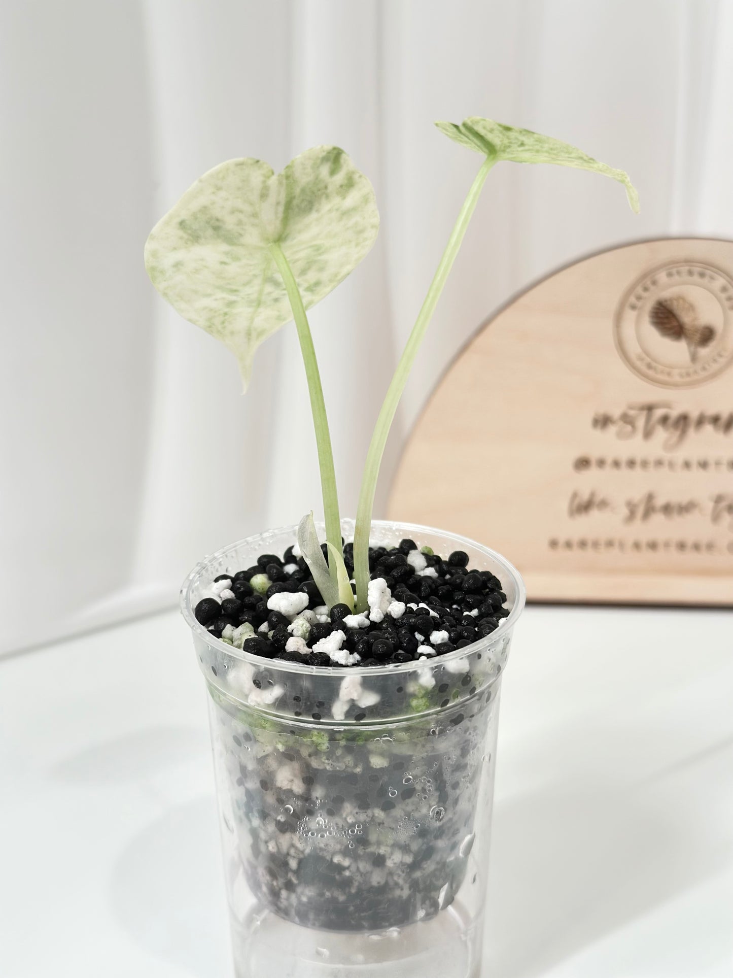 Alocasia Dragon Scale Variegated (Mint)
