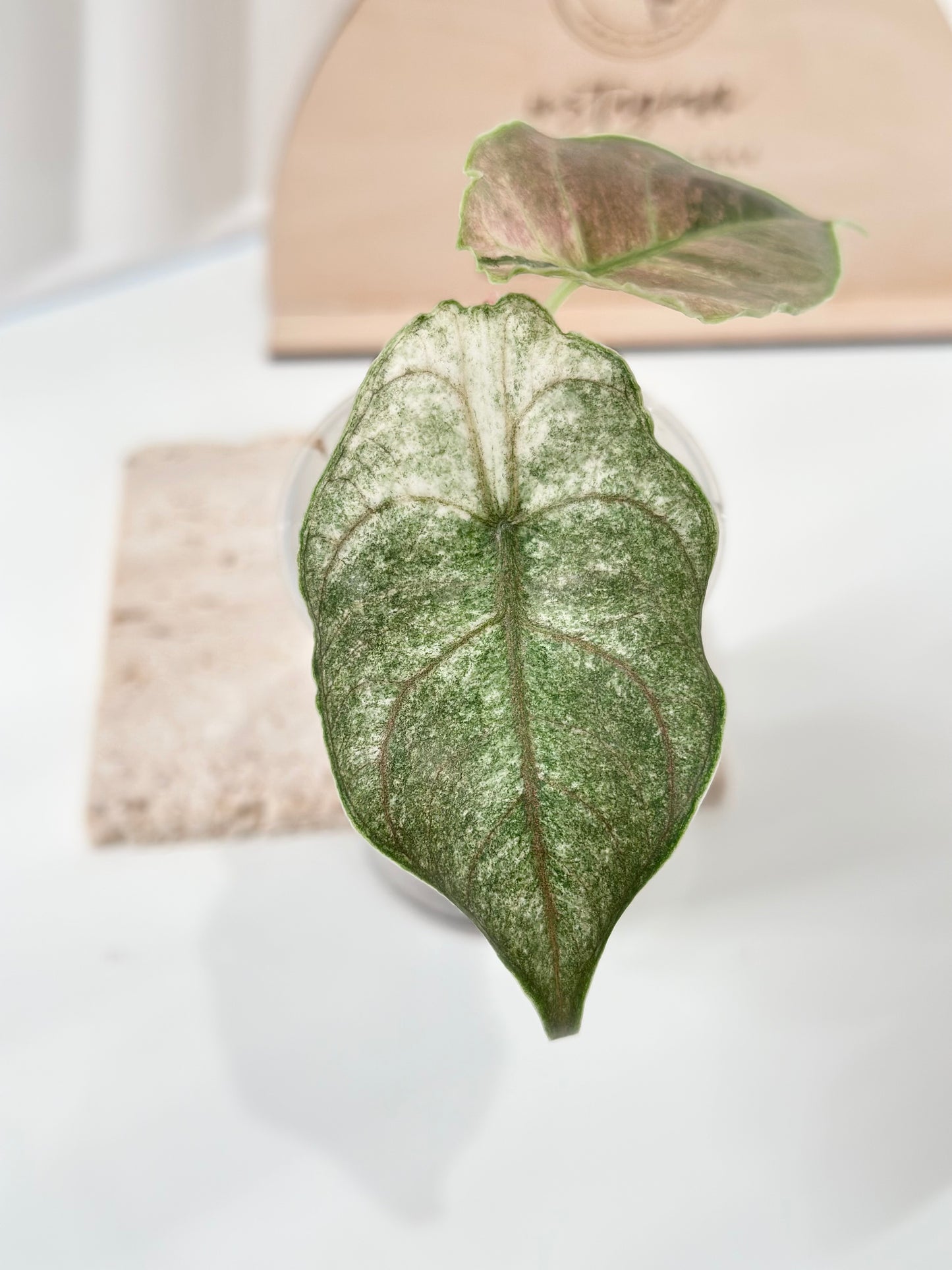 Alocasia Azlanii variegated - albo/pink