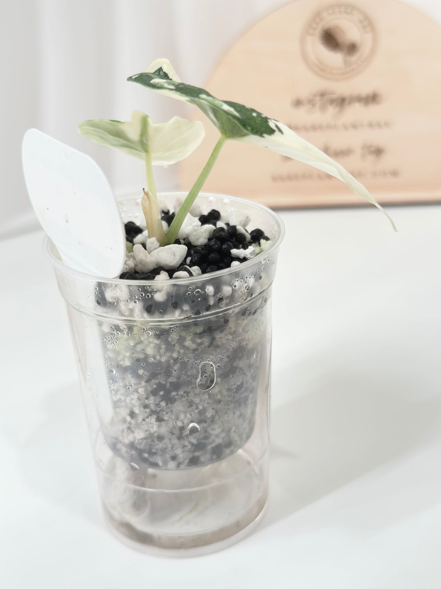 Alocasia Melo variegated - albo