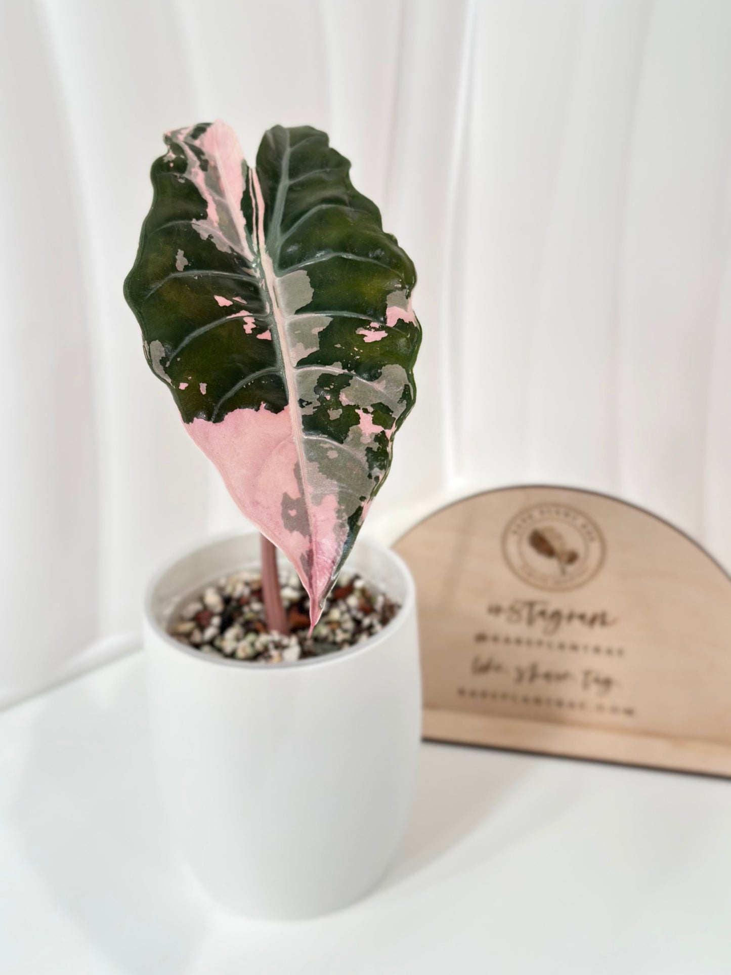 Alocasia Chantrieri Variegated - pink