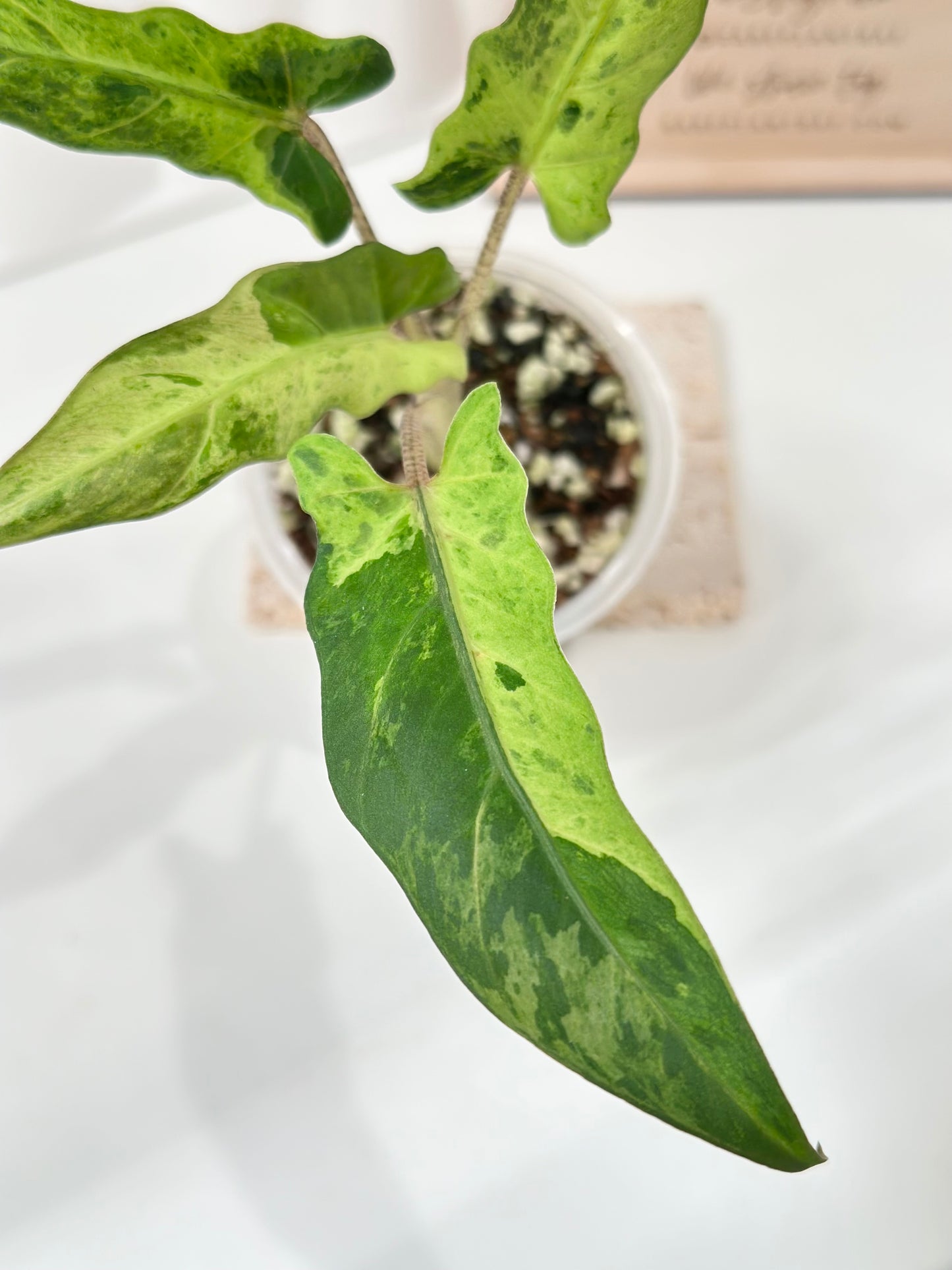 Alocasia Lauterbachiana variegated - aurea