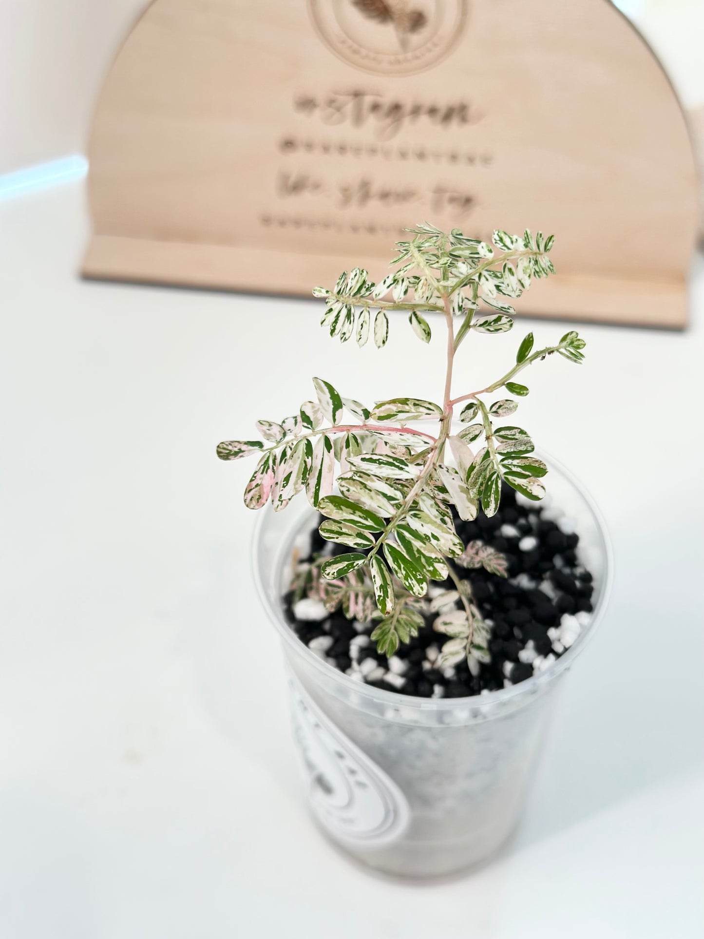 Phyllanthus Urinaria variegated - pink