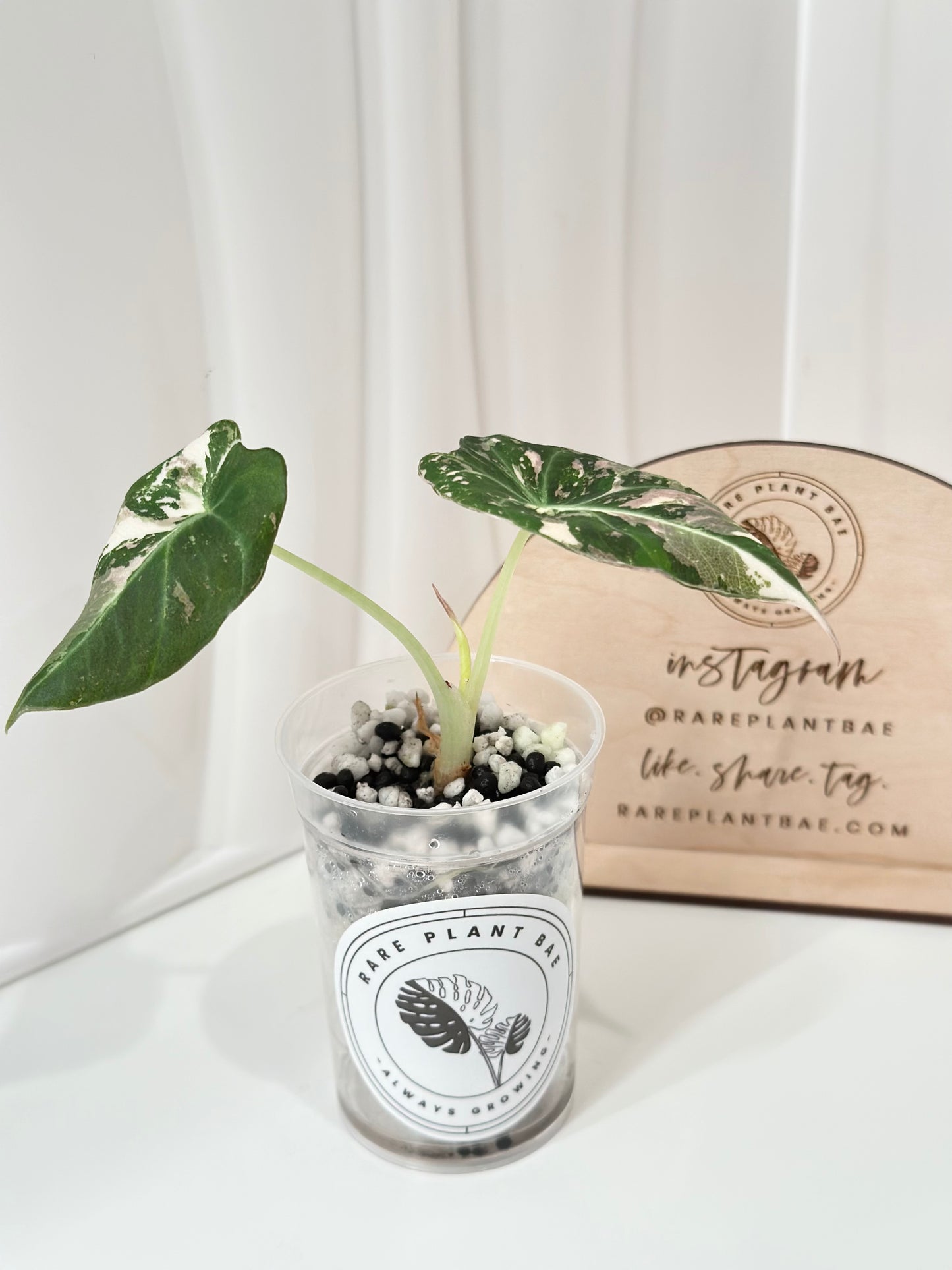 Alocasia Black Velvet Variegated - pink/albo