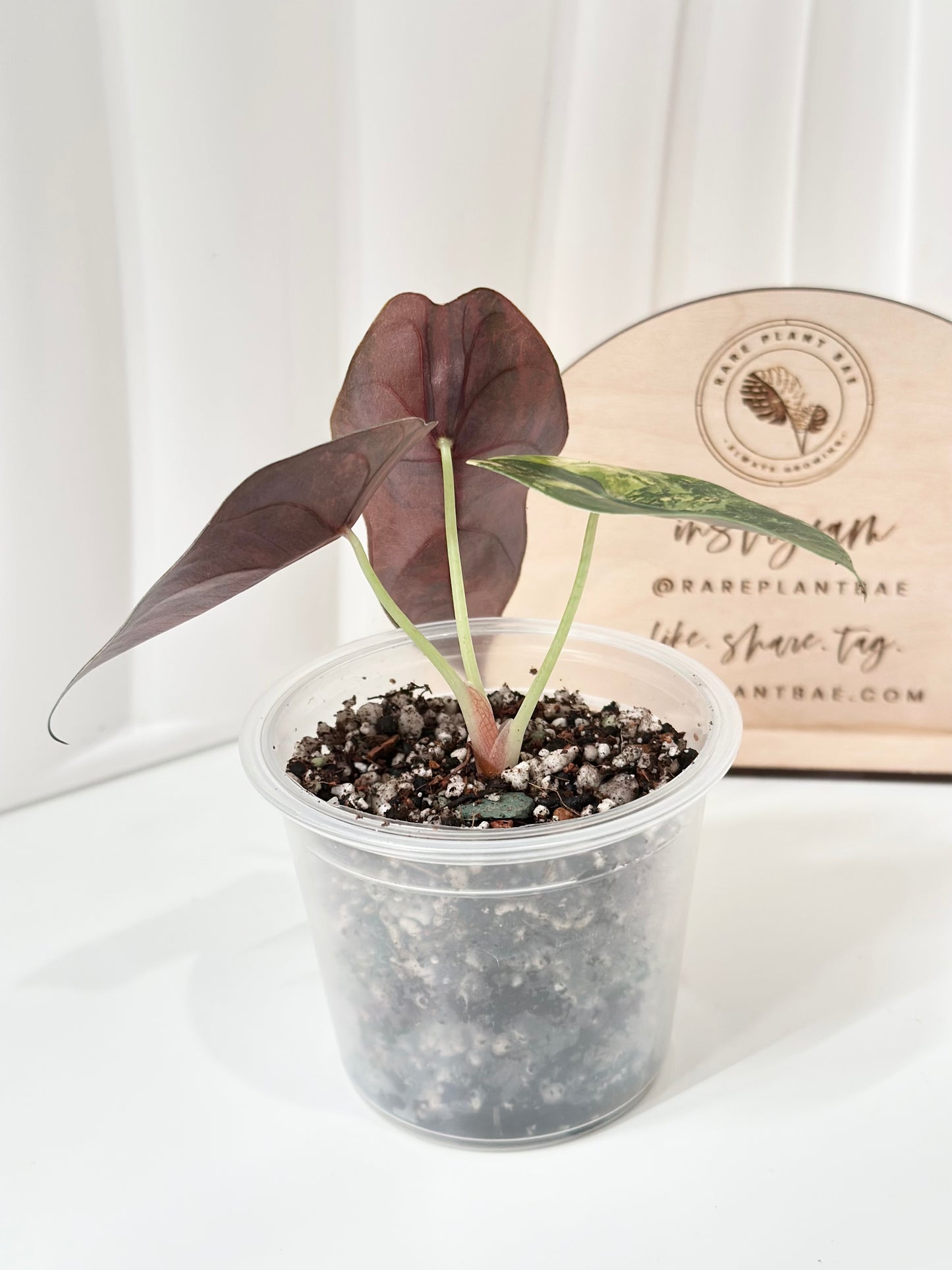 Alocasia Sedenii variegated - aurea