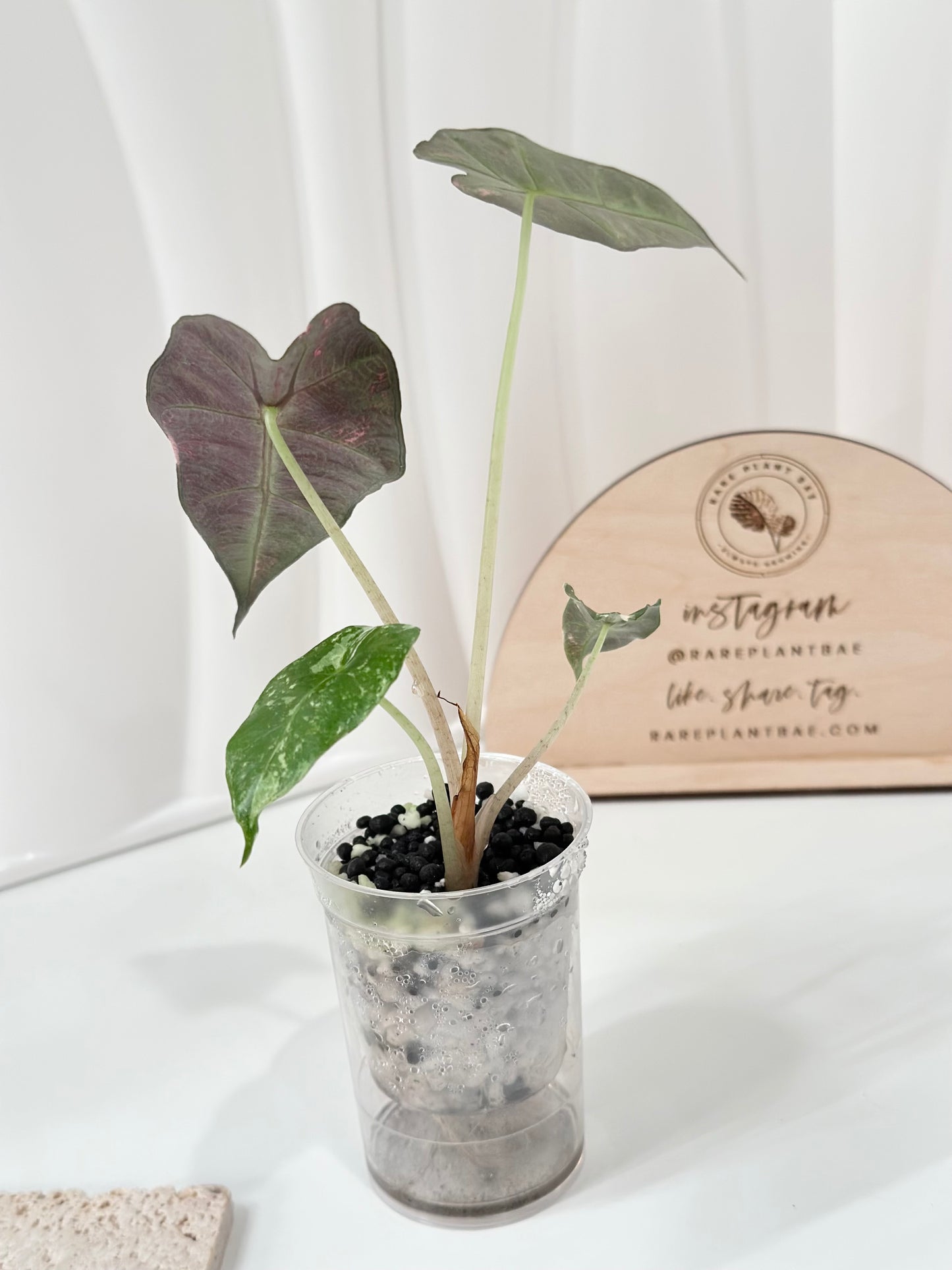 Alocasia Polly variegated - Pink