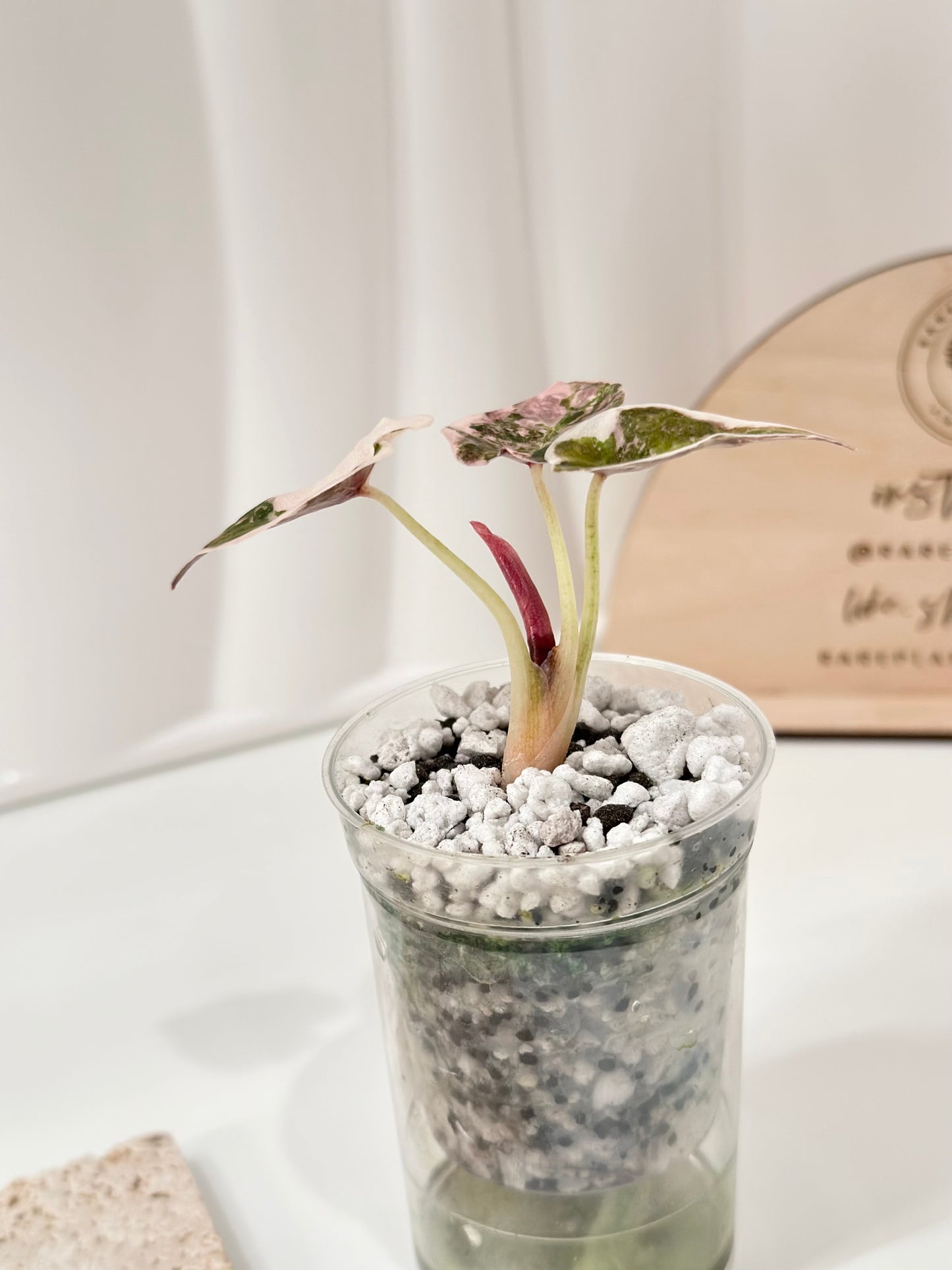 Alocasia Cuprea Variegated - pink marble