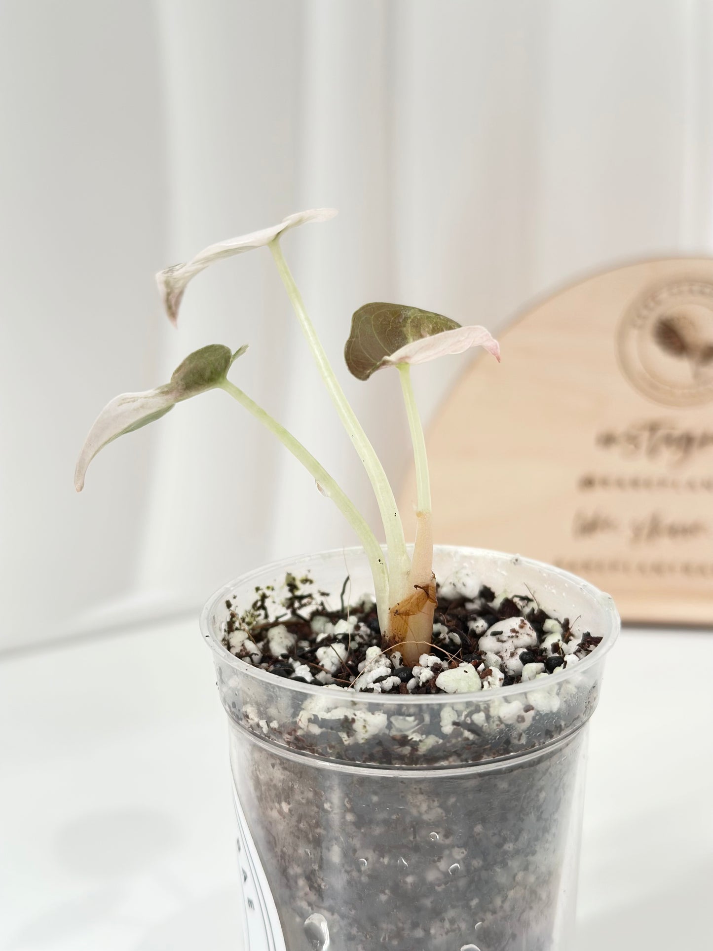 Alocasia Cuprea Variegated - pink marble