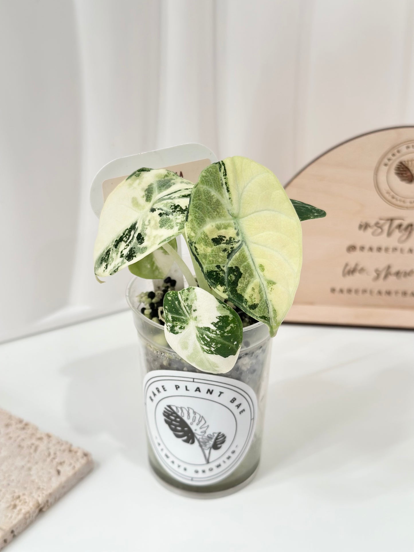Alocasia Ninja variegated - albo