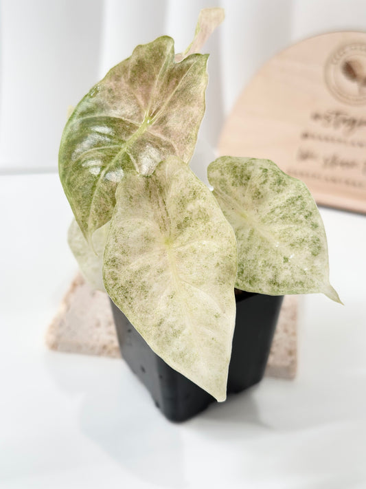 Alocasia Golden Bone variegated - pink mint (W3)