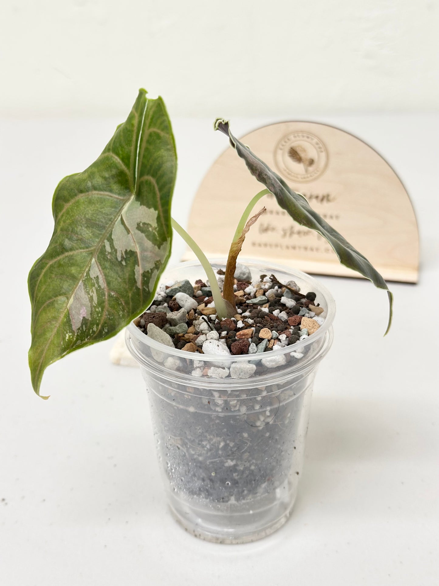 Alocasia Azlanii variegated - albo/pink