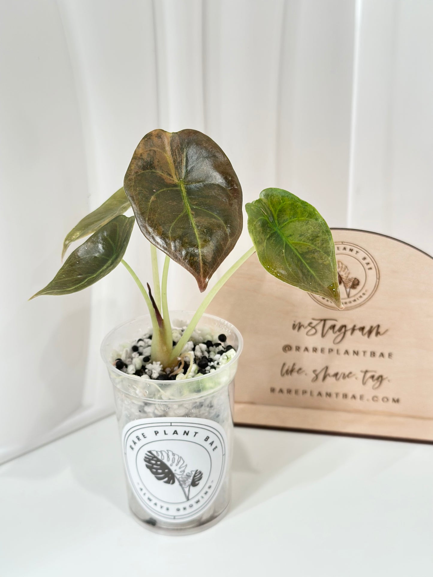 Alocasia Cuprea variegated - "caramel latte"/ aurea