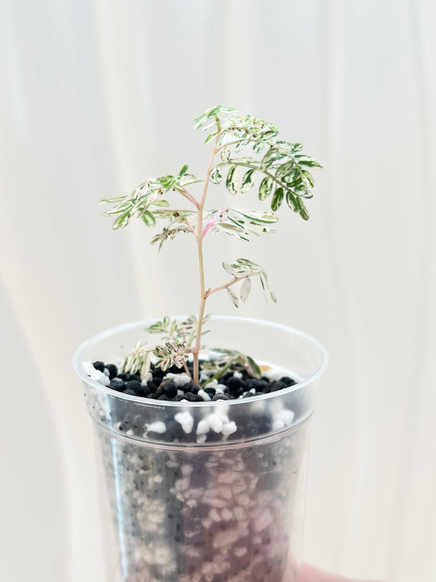 Phyllanthus Urinaria variegated - pink