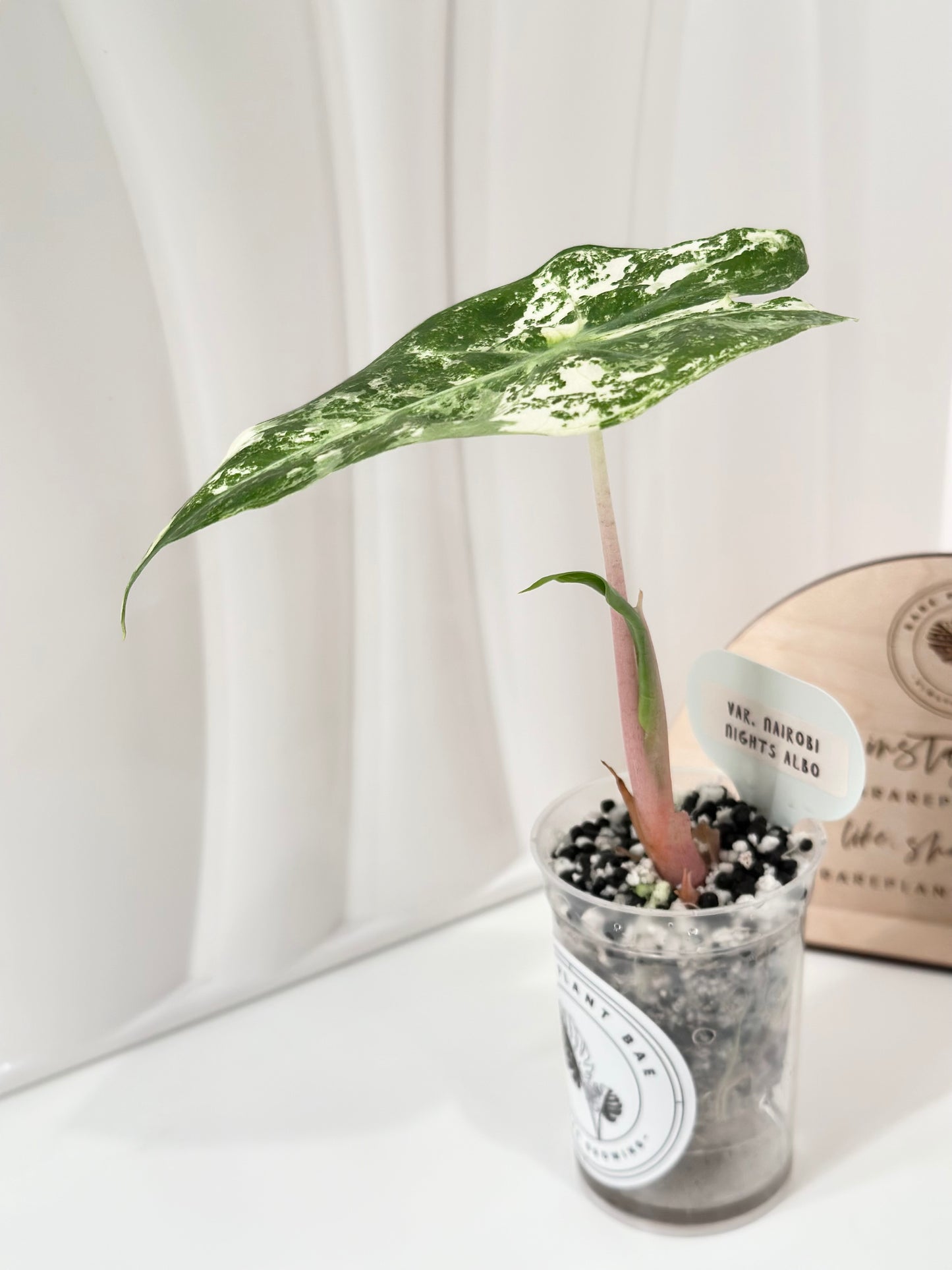 Alocasia Nairobi Night variegated - albo