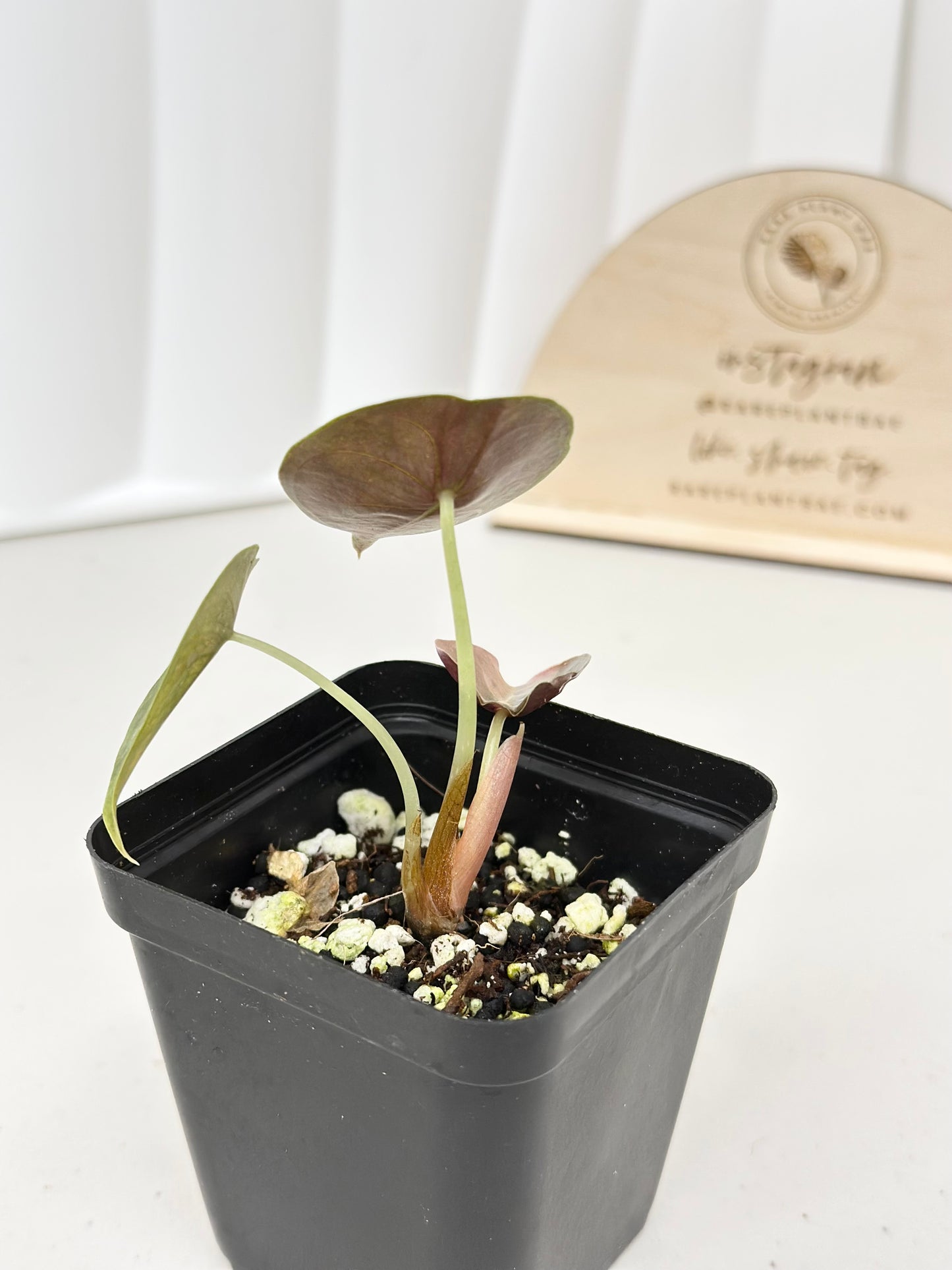 Alocasia Cuprea Variegated - pink/mint