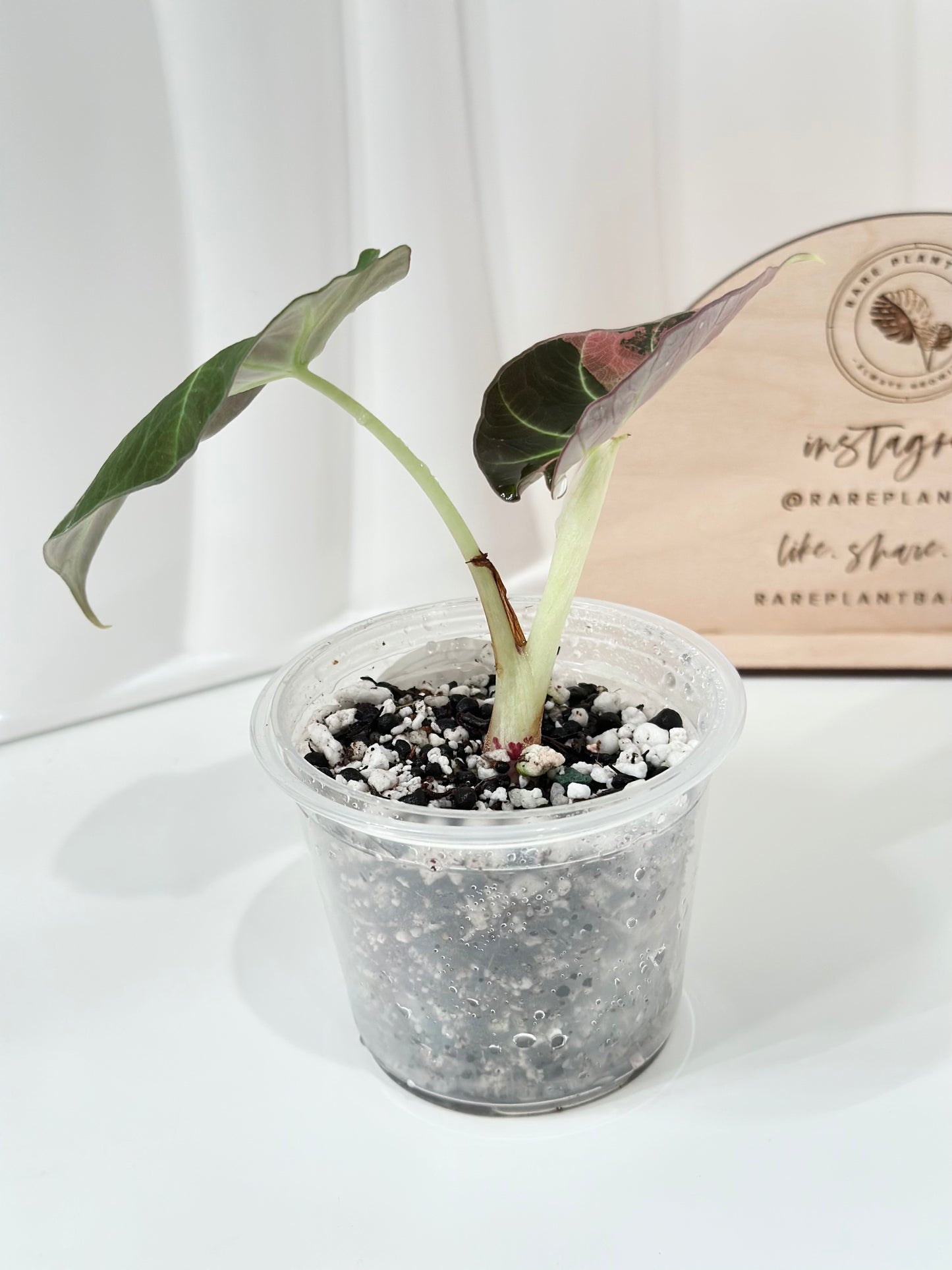 Alocasia Black Velvet Variegated - pink/albo