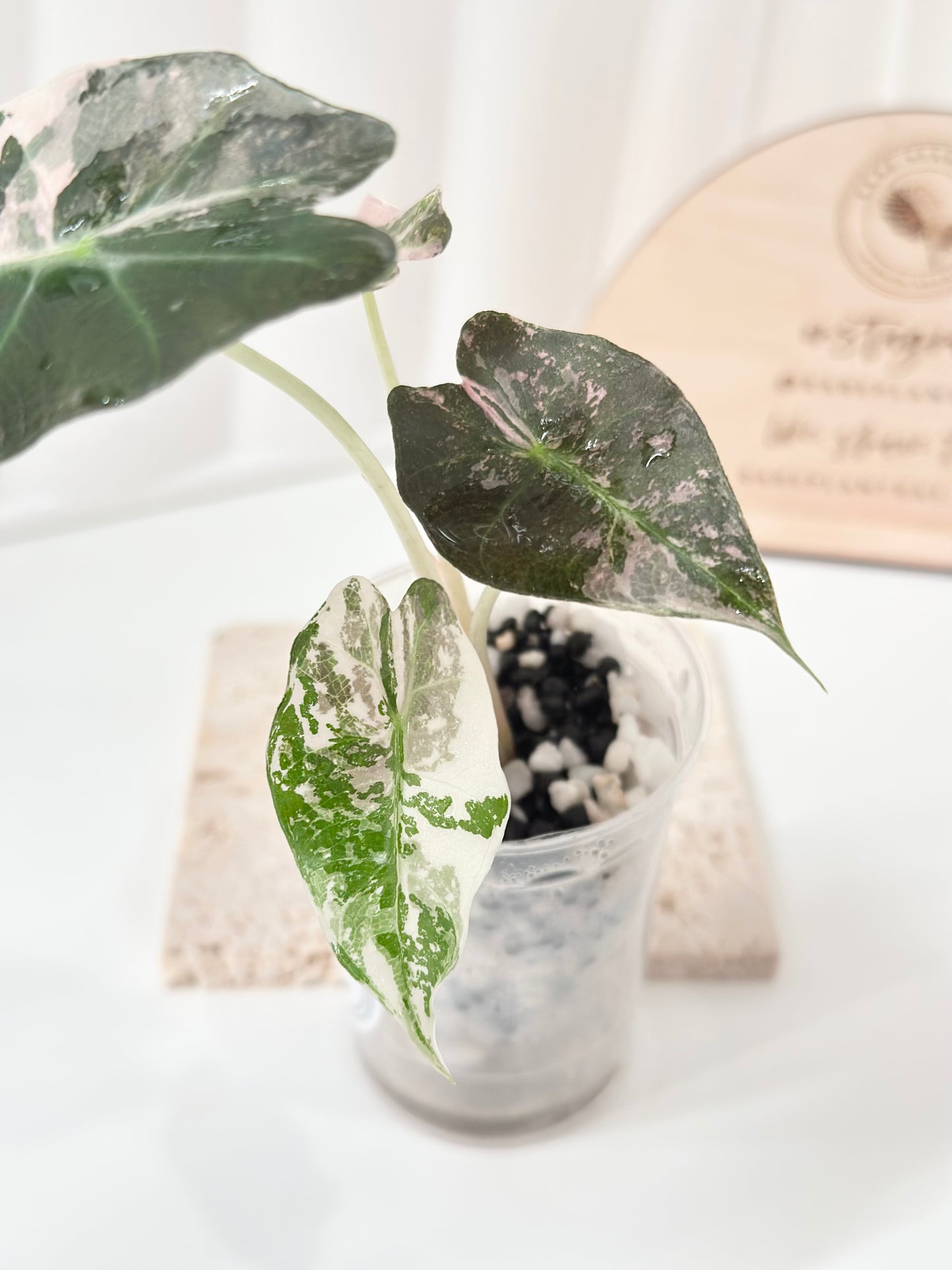 Alocasia Polly variegated - Pink