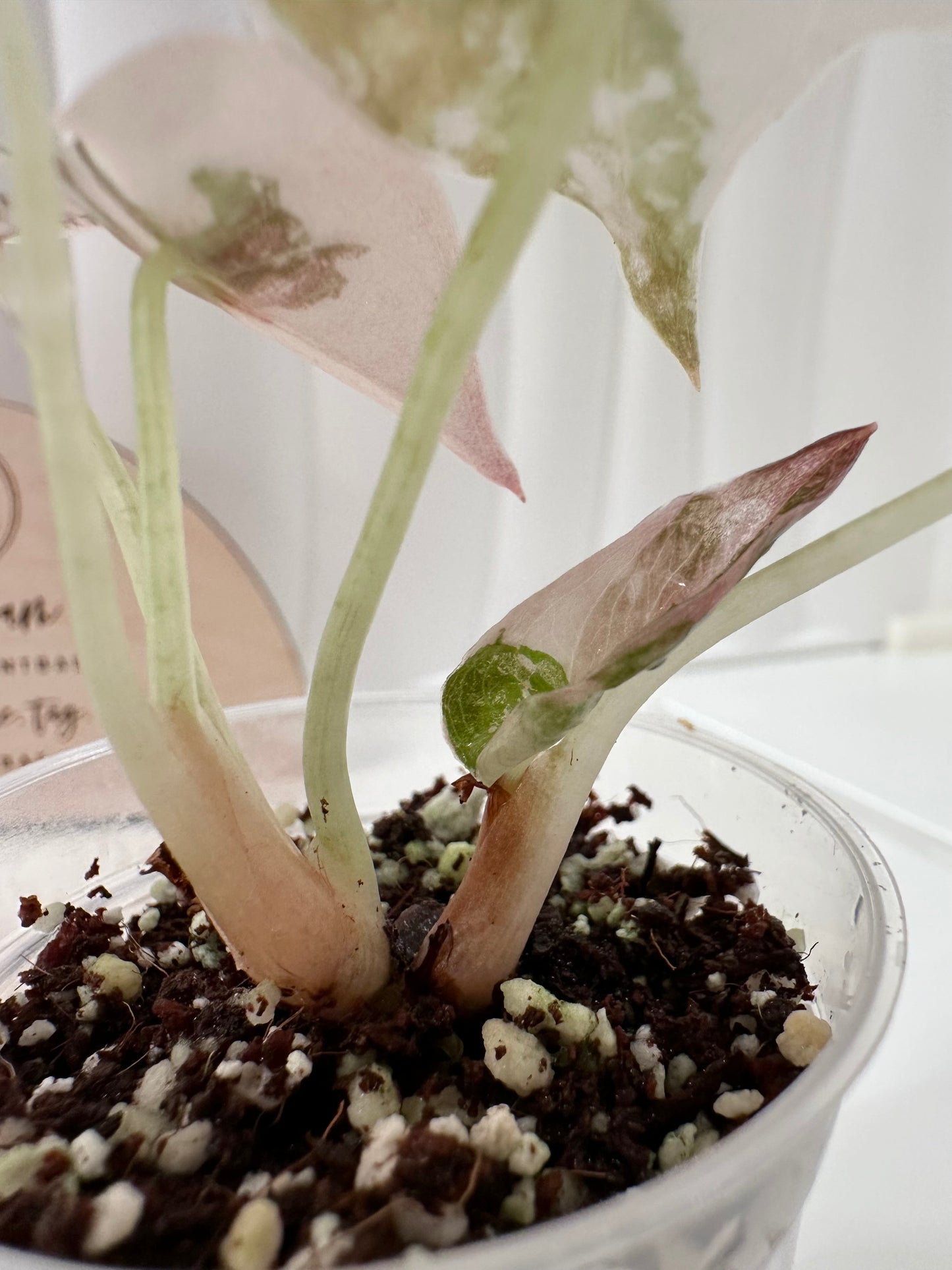 Alocasia Cuprea Variegated - pink marble (with additional offshoot)