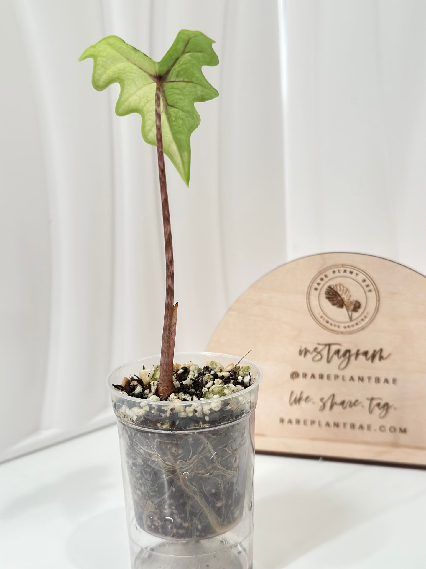 Alocasia Tandurusa variegated aurea (previously Jacklyn)