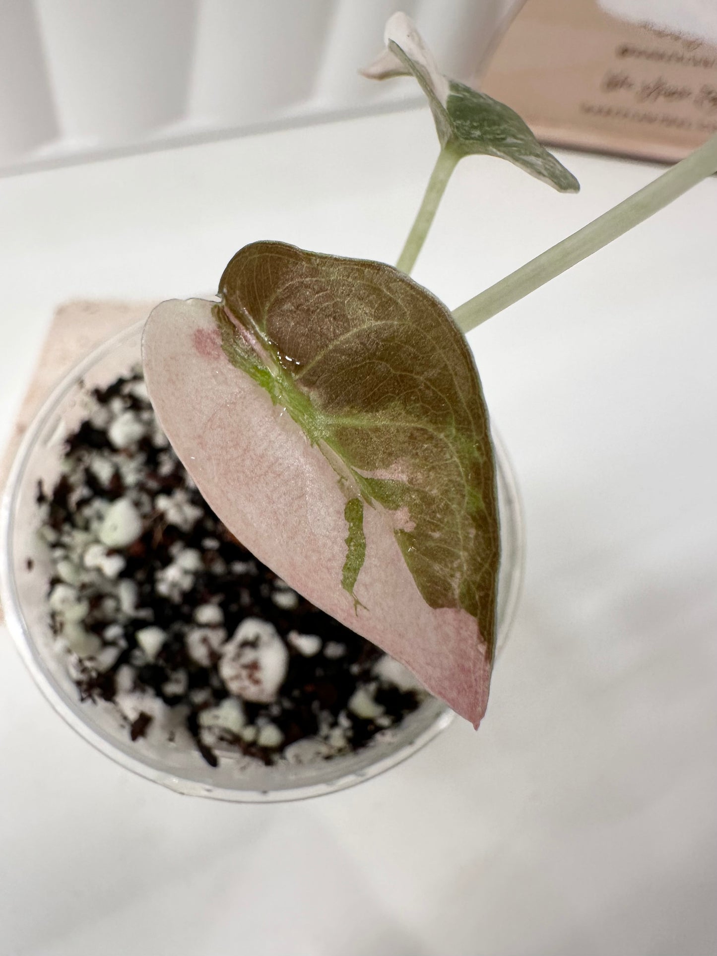 Alocasia Cuprea Variegated - pink marble