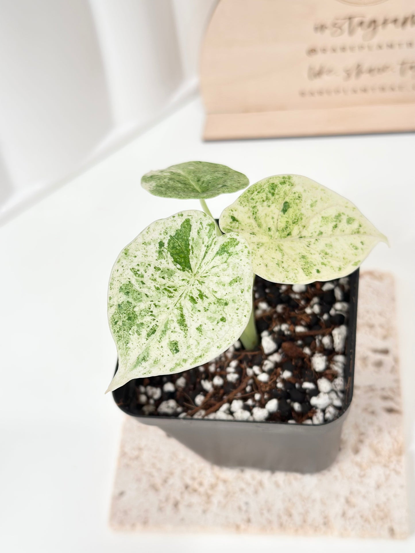 Alocasia Dragon Scale Variegated - mint
