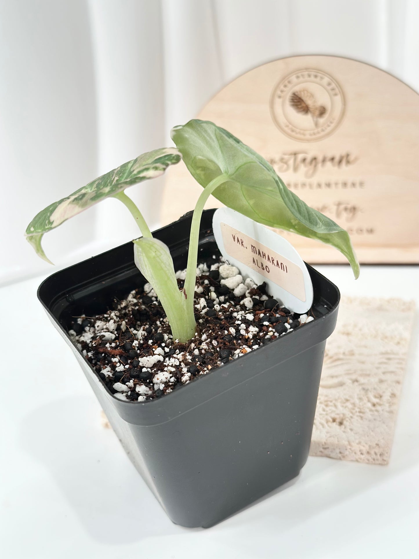 Alocasia Maharani variegated - albo