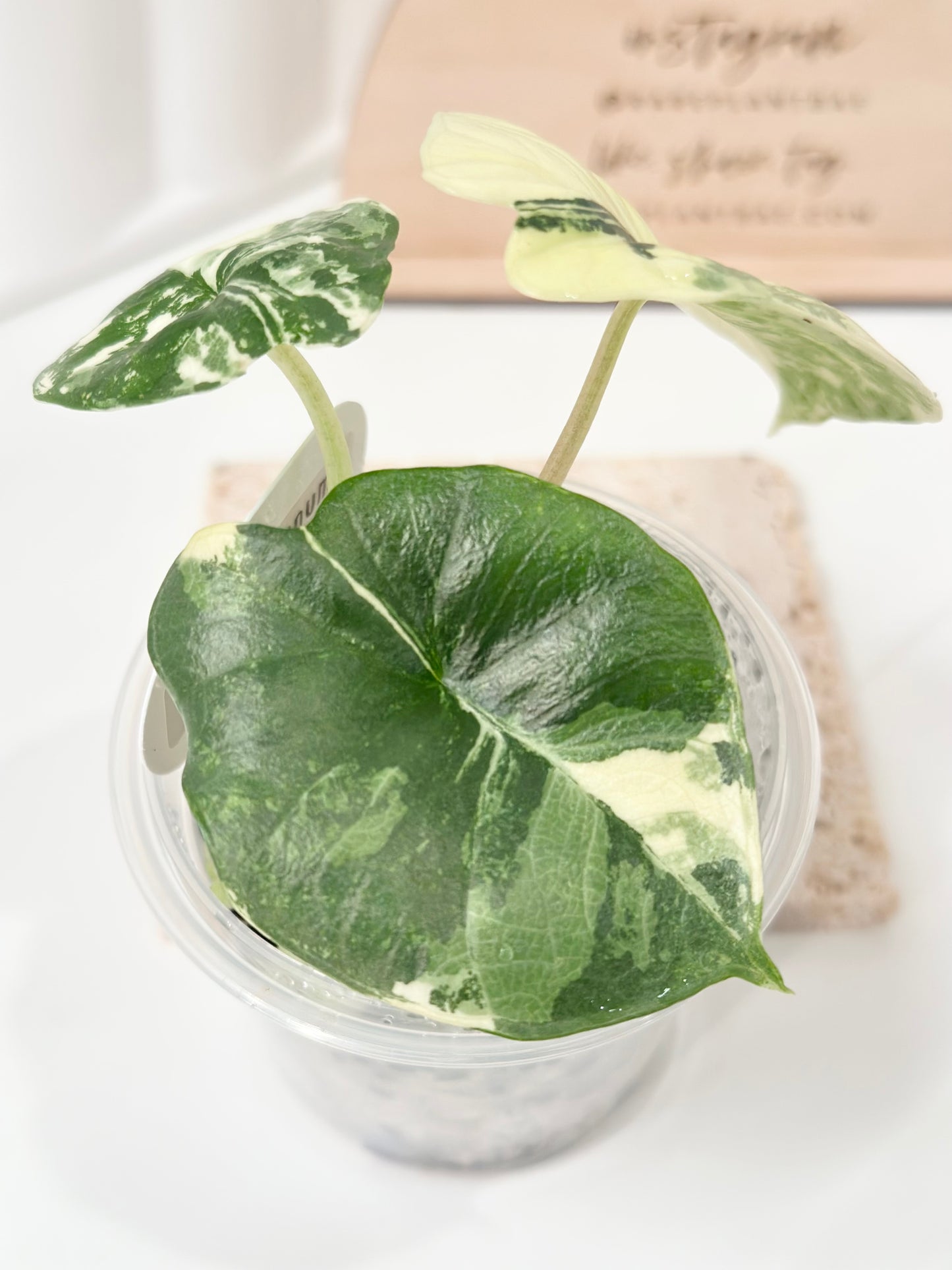 Alocasia Bisma "Platinum" variegated - albo