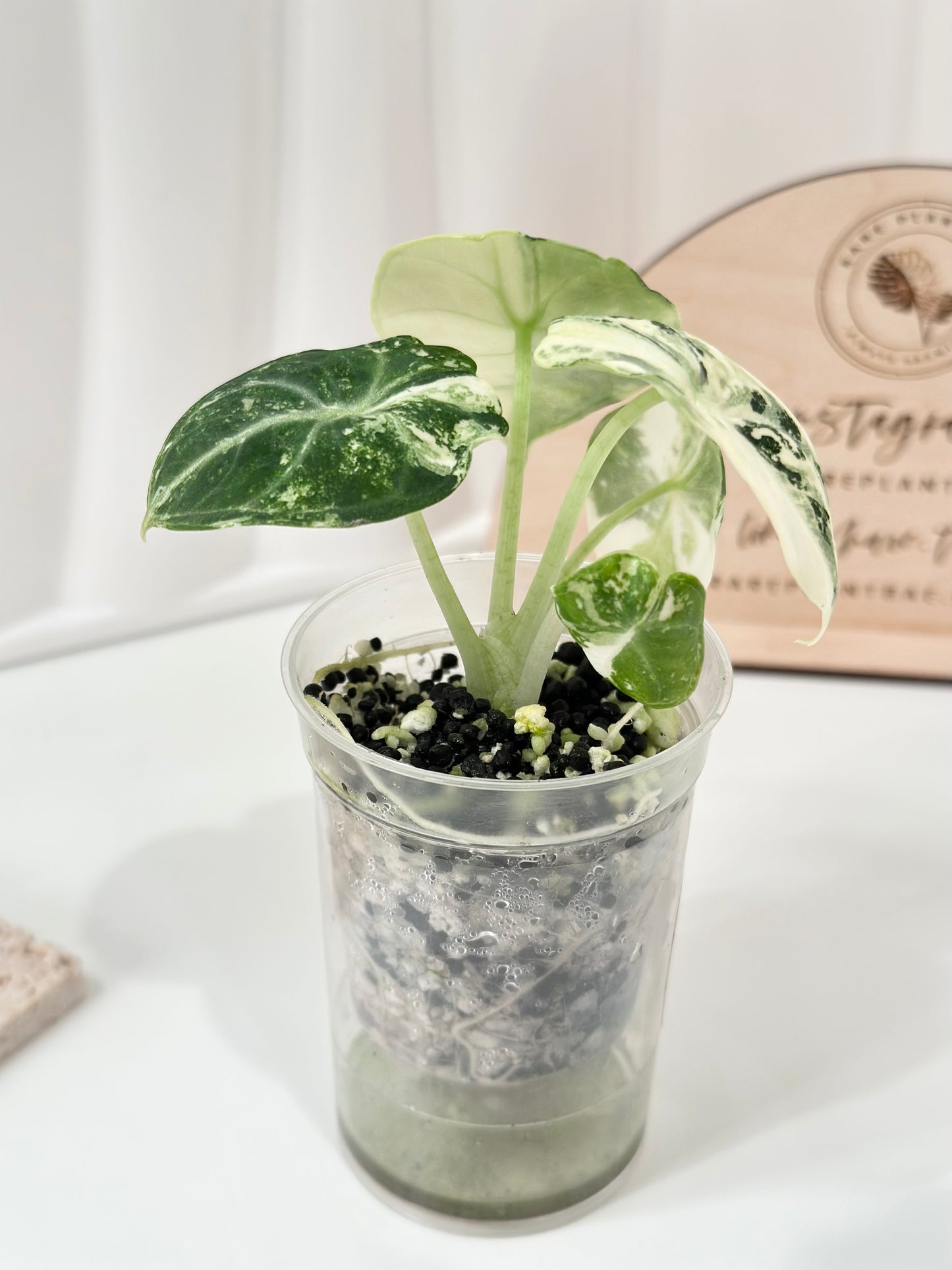 Alocasia Ninja variegated - albo