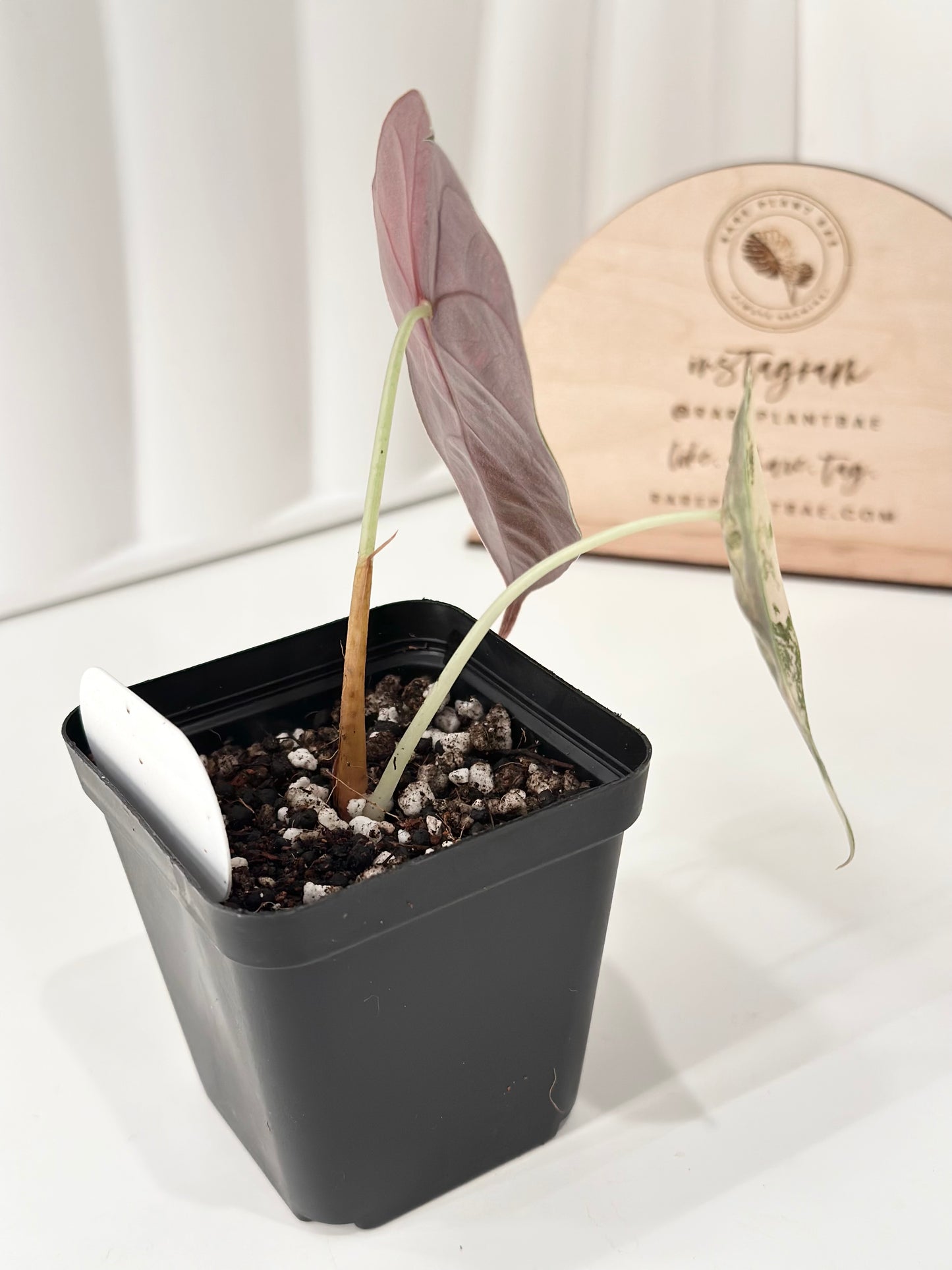 Alocasia Sedenii variegated - aurea