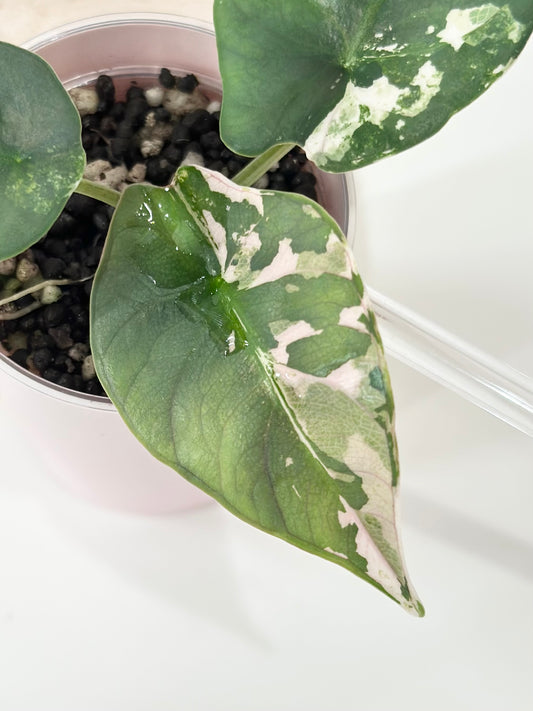 Alocasia Reginae Variegated - pink/albo *corm grown*