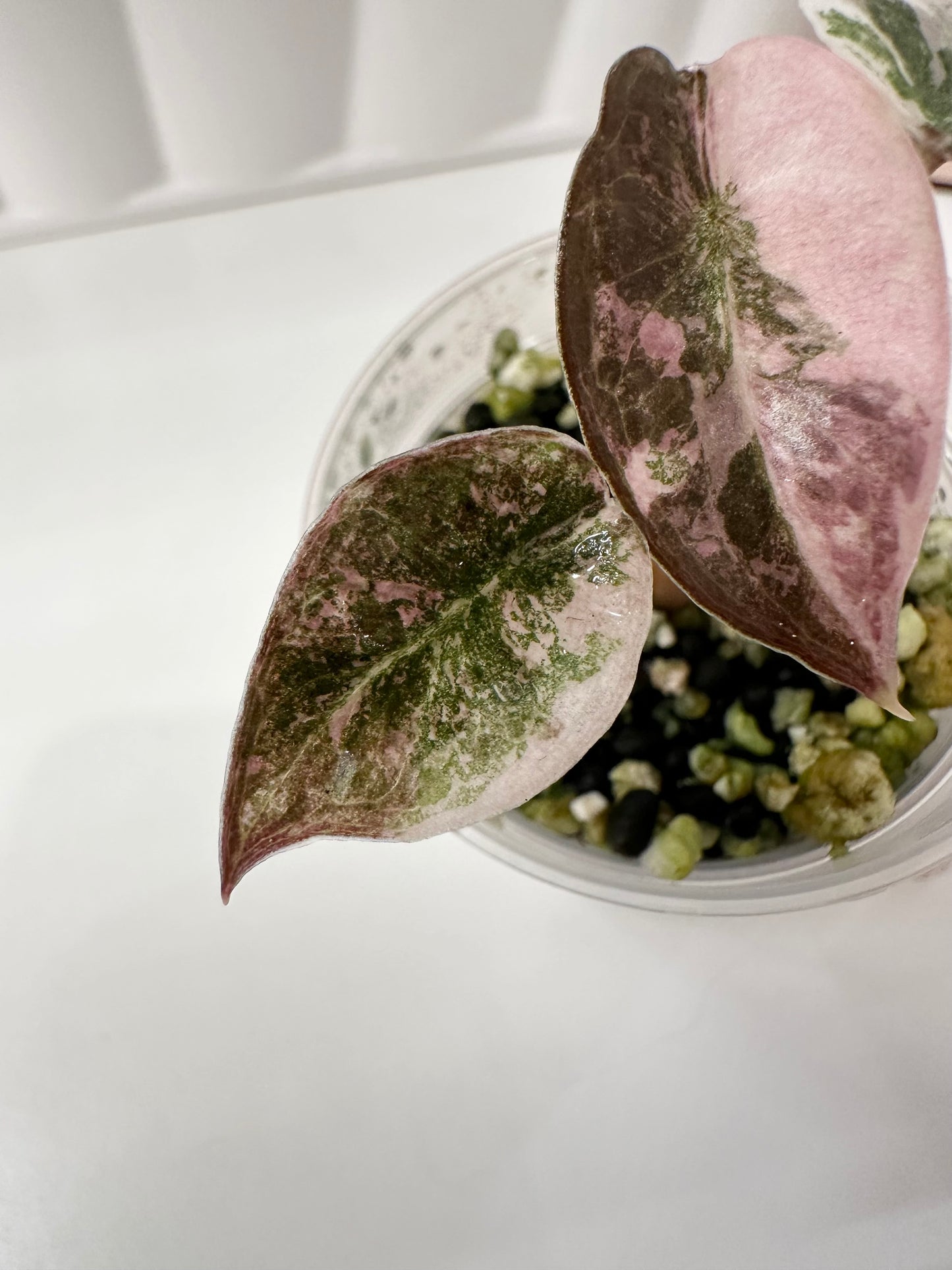Alocasia Cuprea Variegated - pink marble