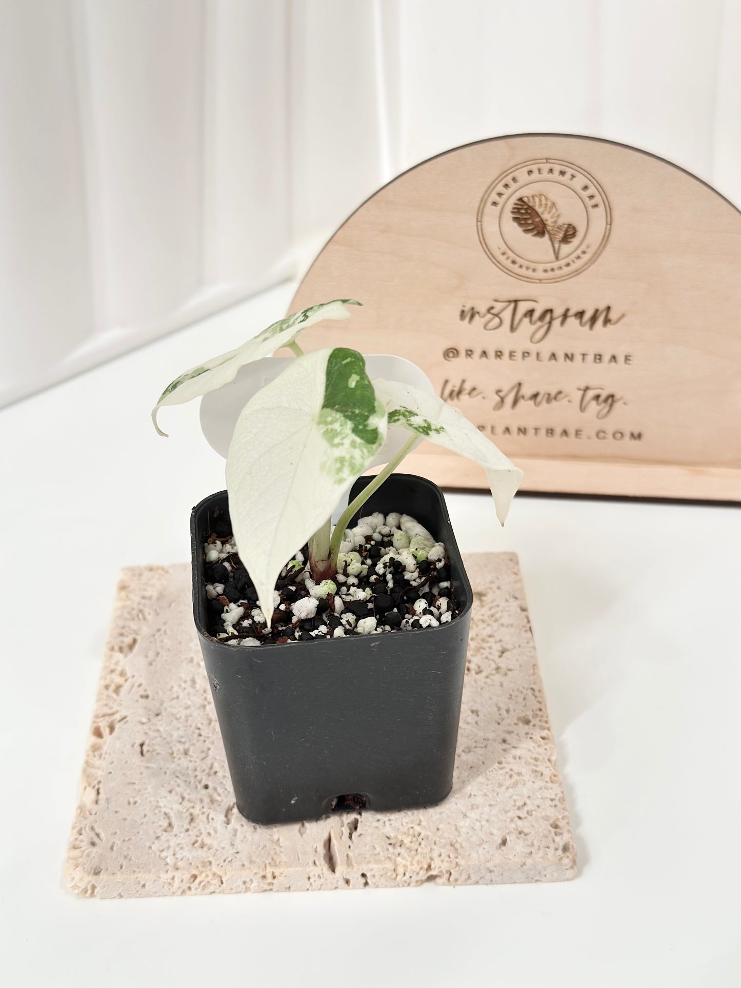 Alocasia Melo variegated - albo