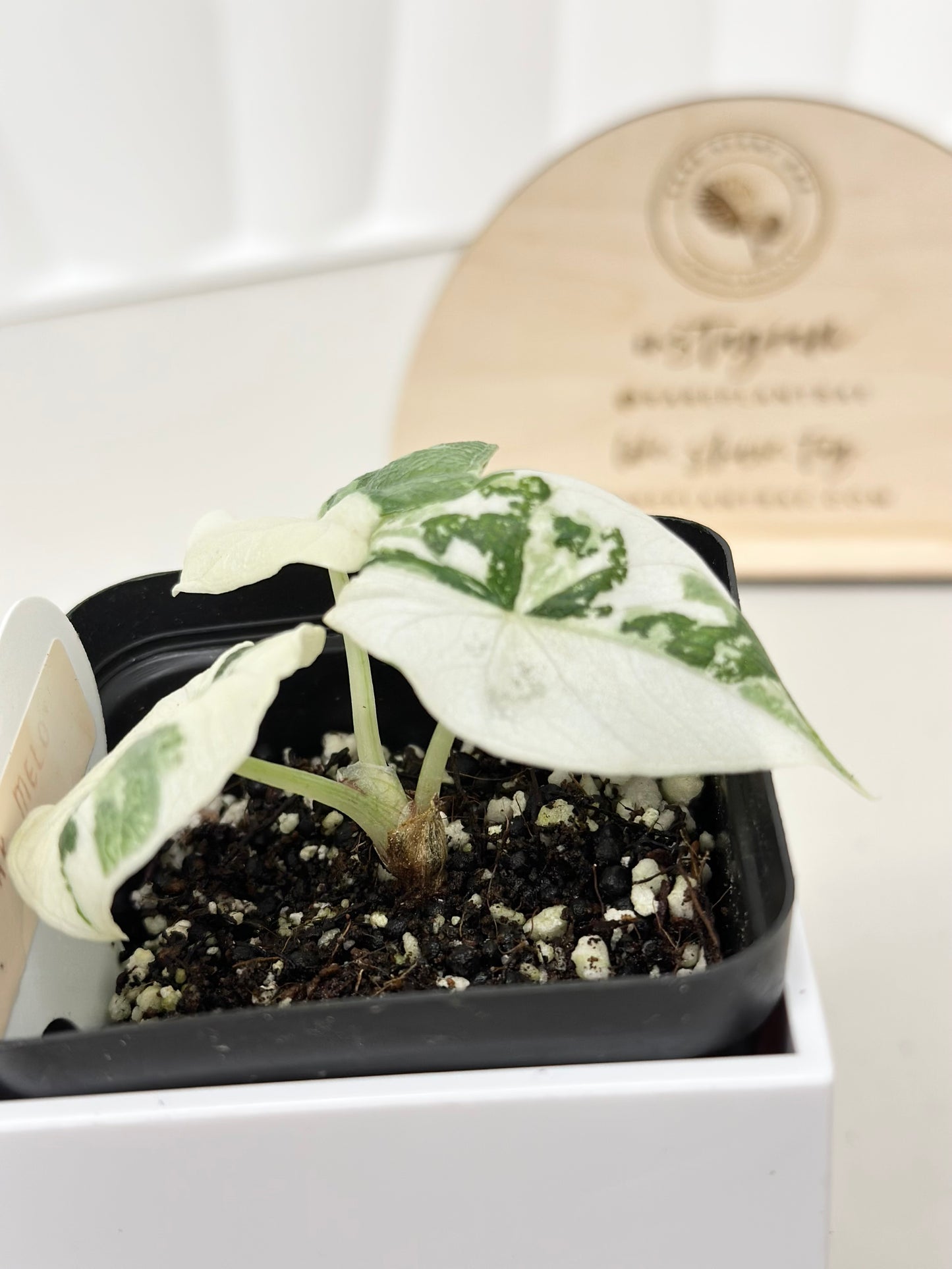 Alocasia Melo variegated - albo