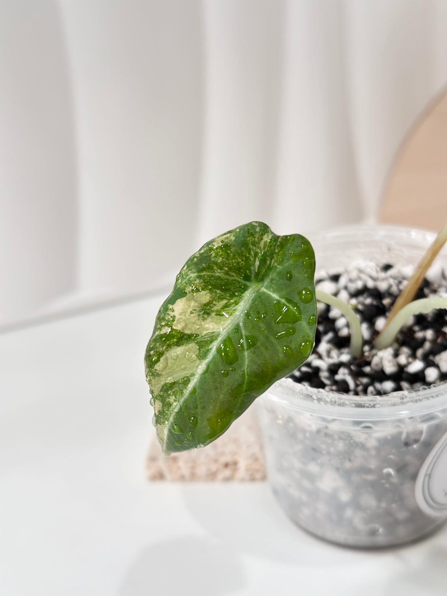 Alocasia Black Velvet Variegated - aurea