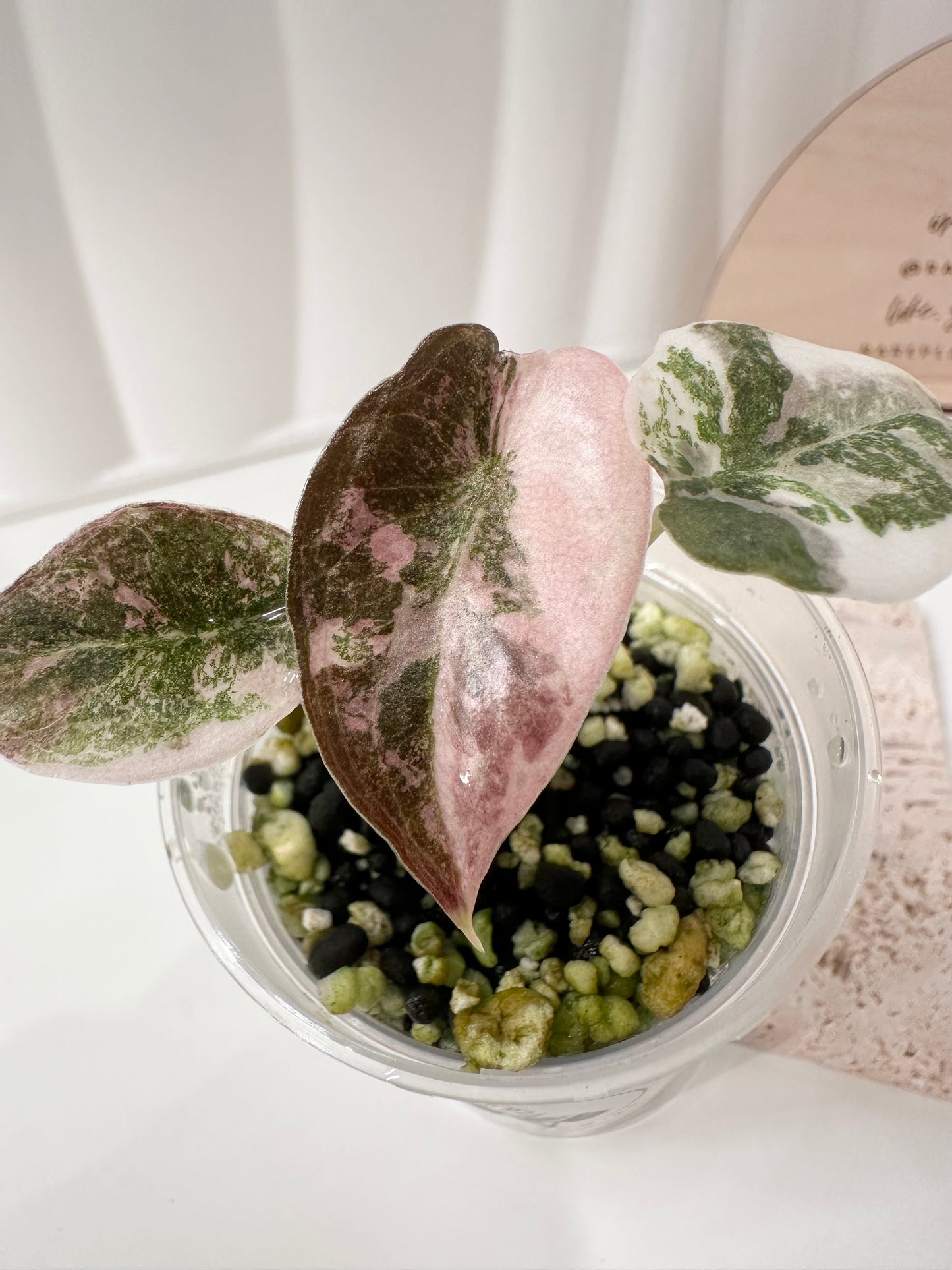 Alocasia Cuprea Variegated - pink marble
