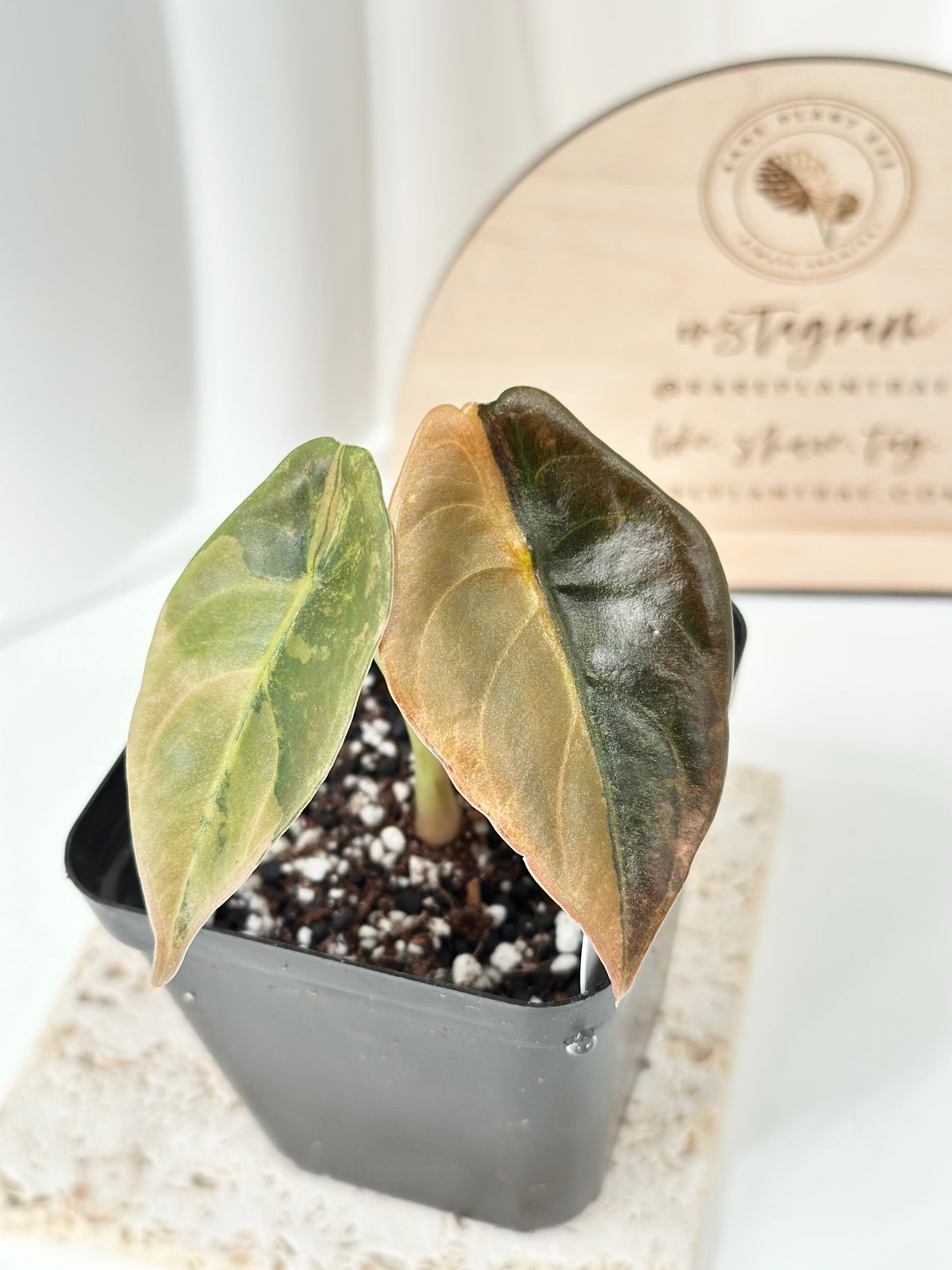 Alocasia Cuprea variegated - "gold latte"/ aurea
