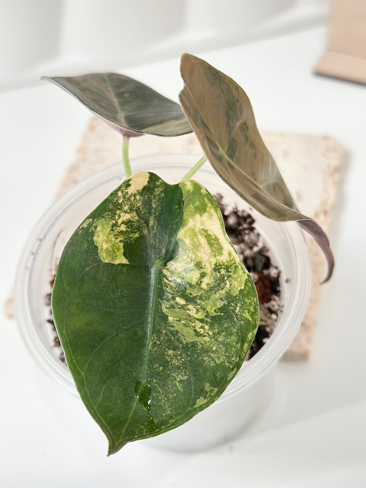 Alocasia Sedenii variegated - aurea