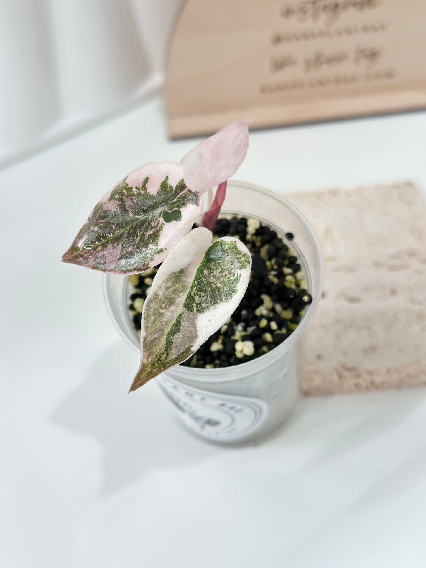 Alocasia Cuprea Variegated - pink marble