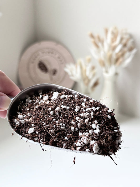 Premium Aroid Mix (pre-order)