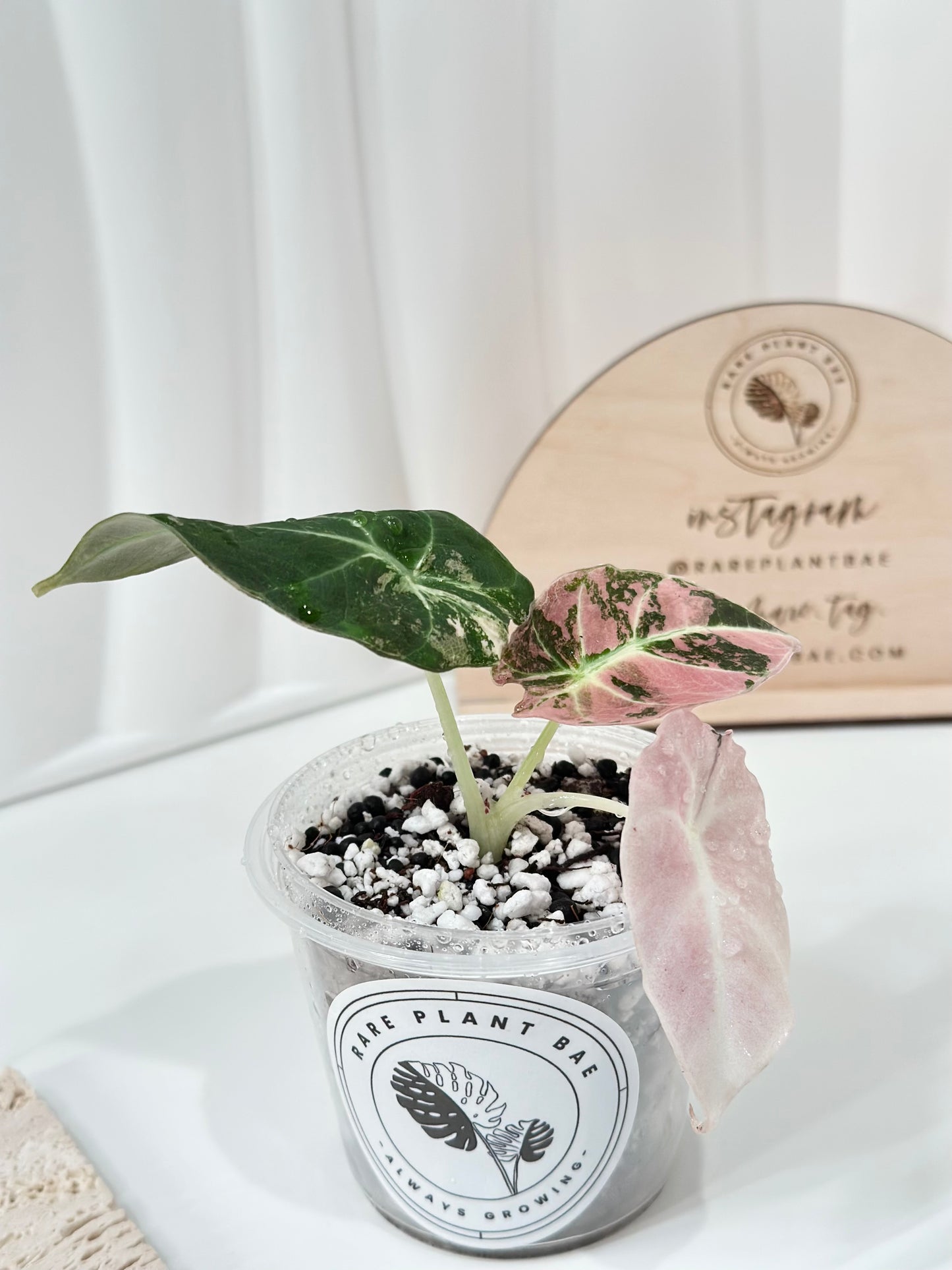 Alocasia Black Velvet Variegated - pink/albo