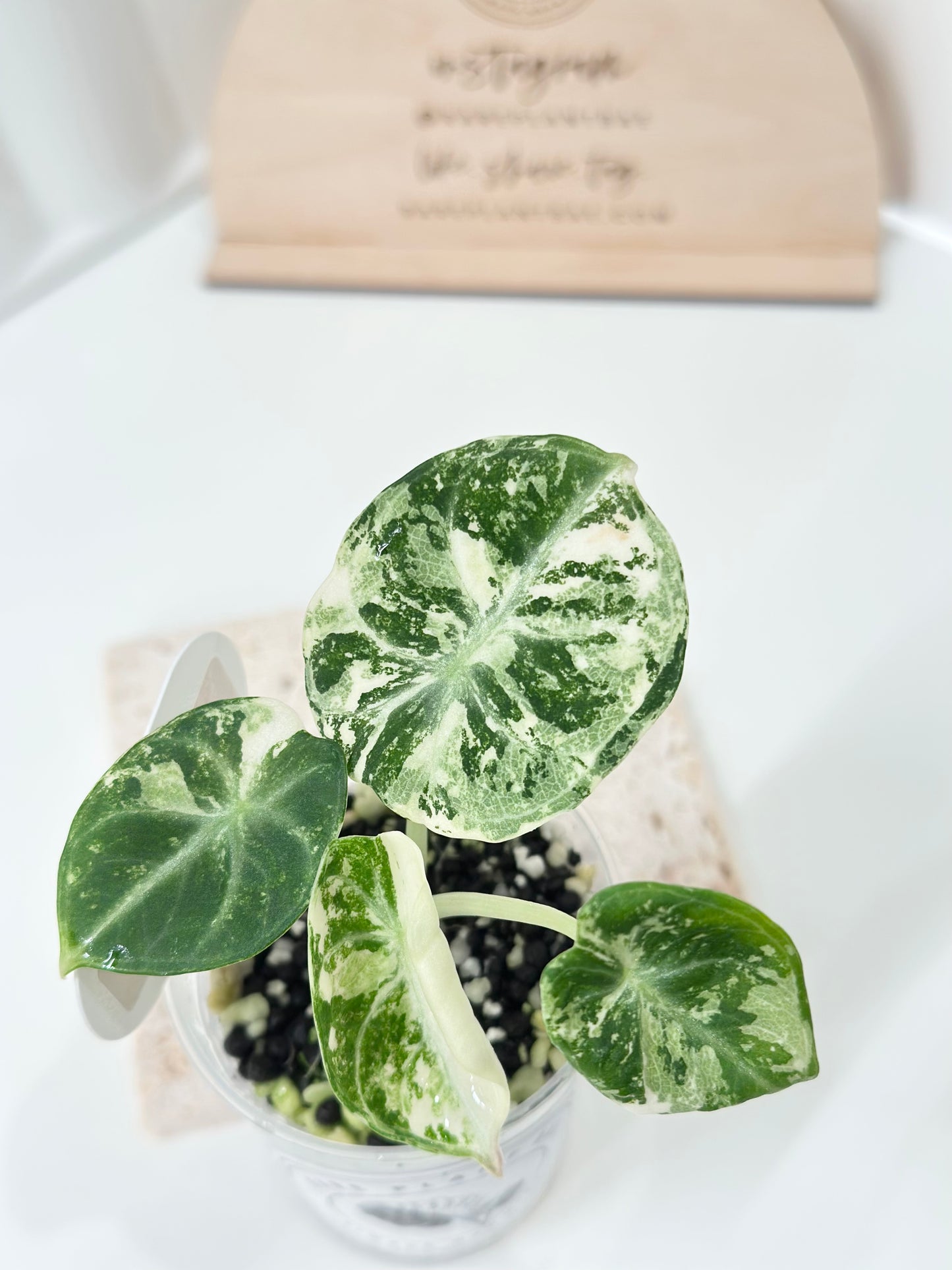 Alocasia Ninja variegated - albo