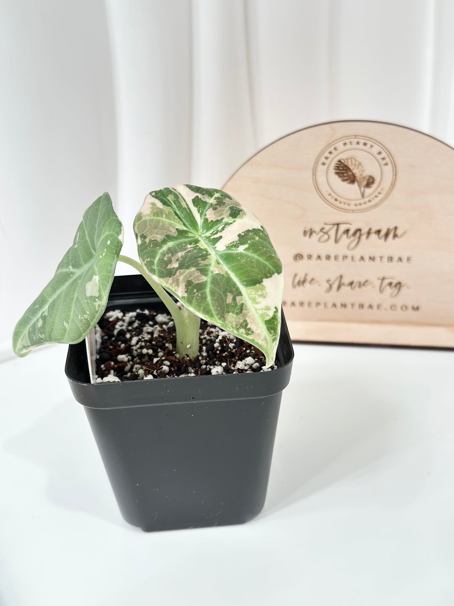 Alocasia Maharani variegated - albo