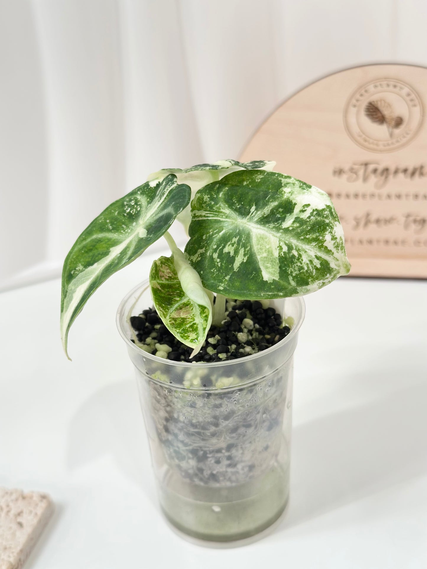 Alocasia Ninja variegated - albo