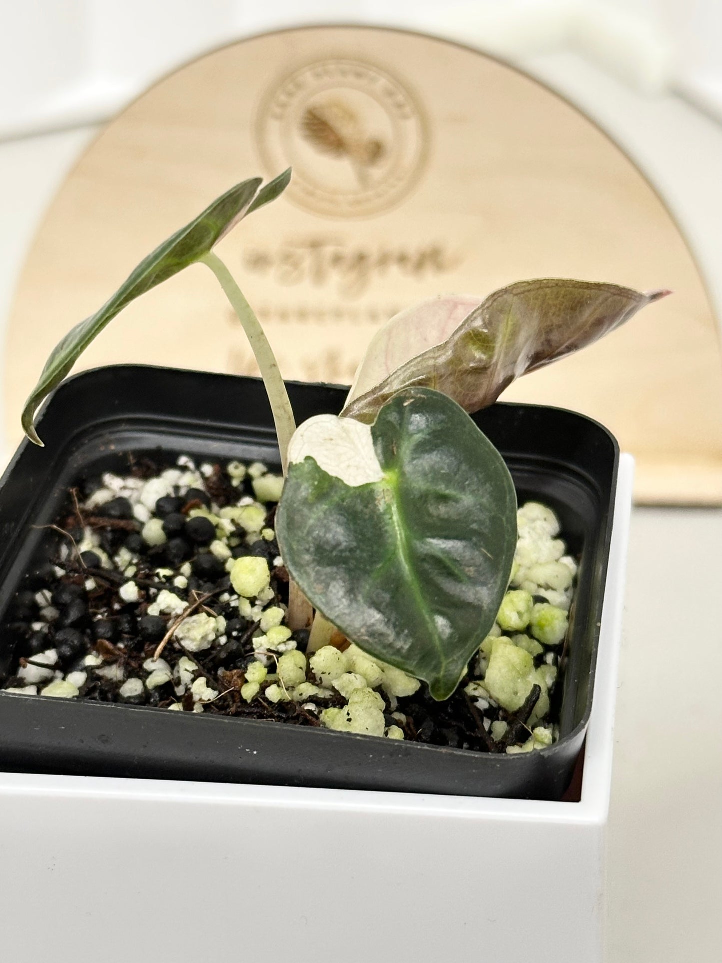 Alocasia Heart Balloon Variegated - Pink