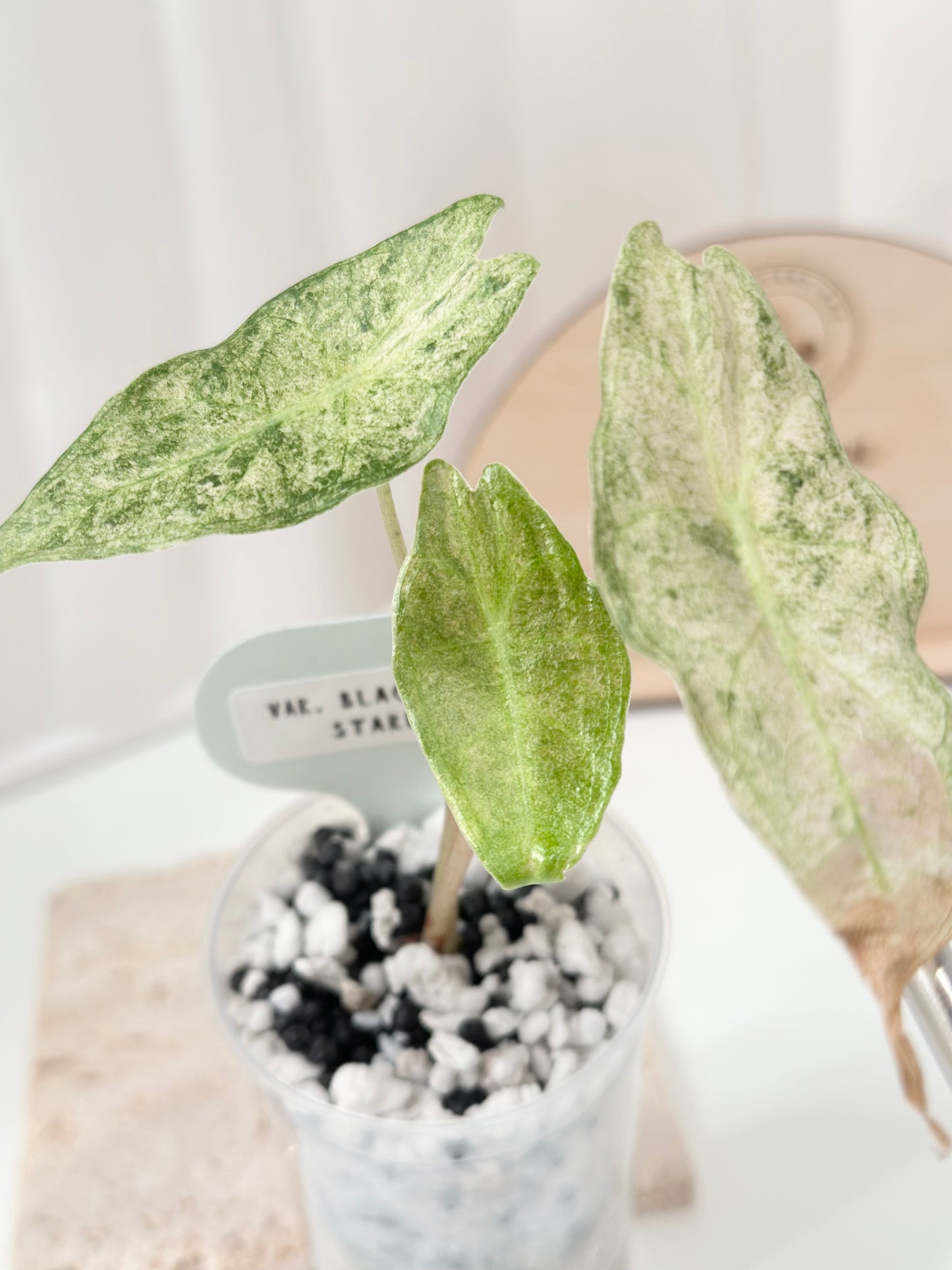 Alocasia Black Satun Variegated - Stardust
