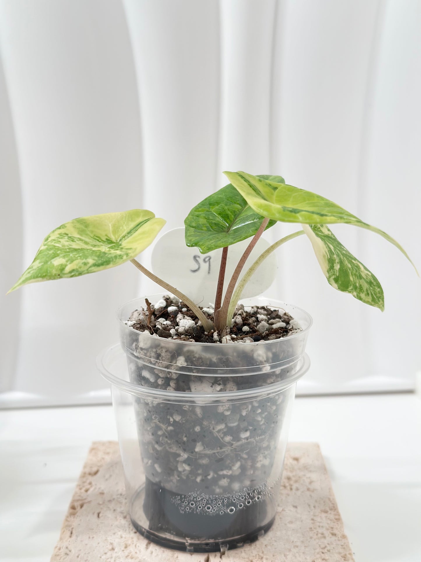 Alocasia Scalprum variegated - aurea (S9)