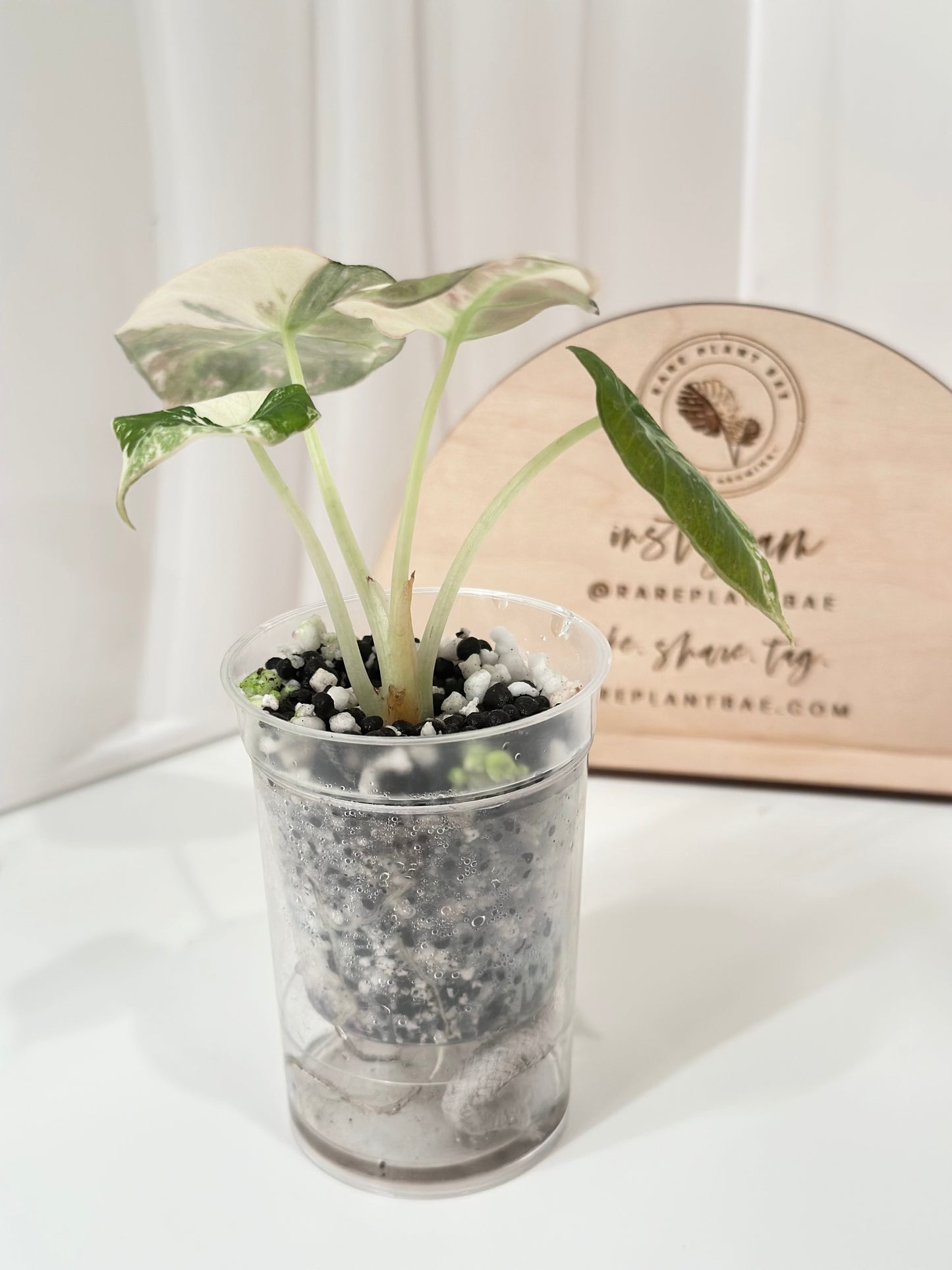 Alocasia Black Velvet Variegated - pink/albo